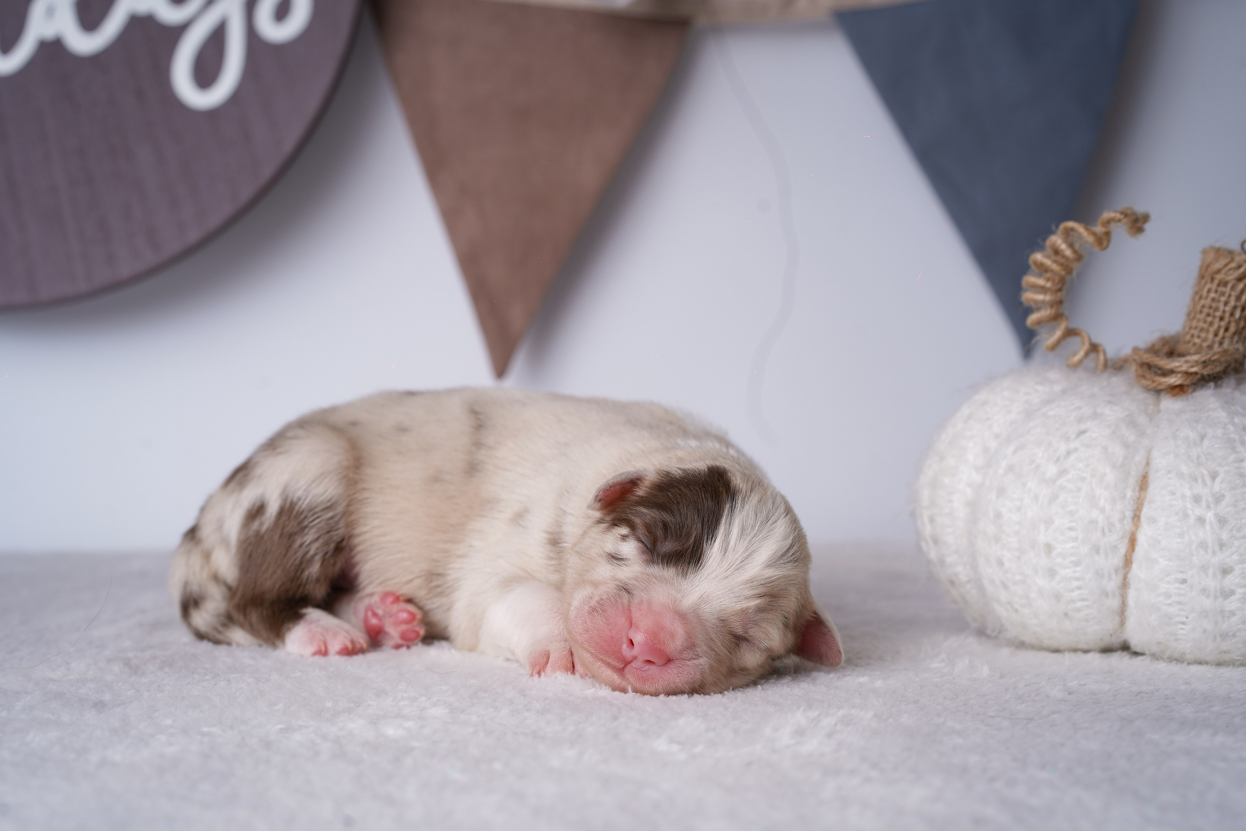 Щенули аусси. Фотограф-анималист в Санкт-Петербурге Яна Мартынова