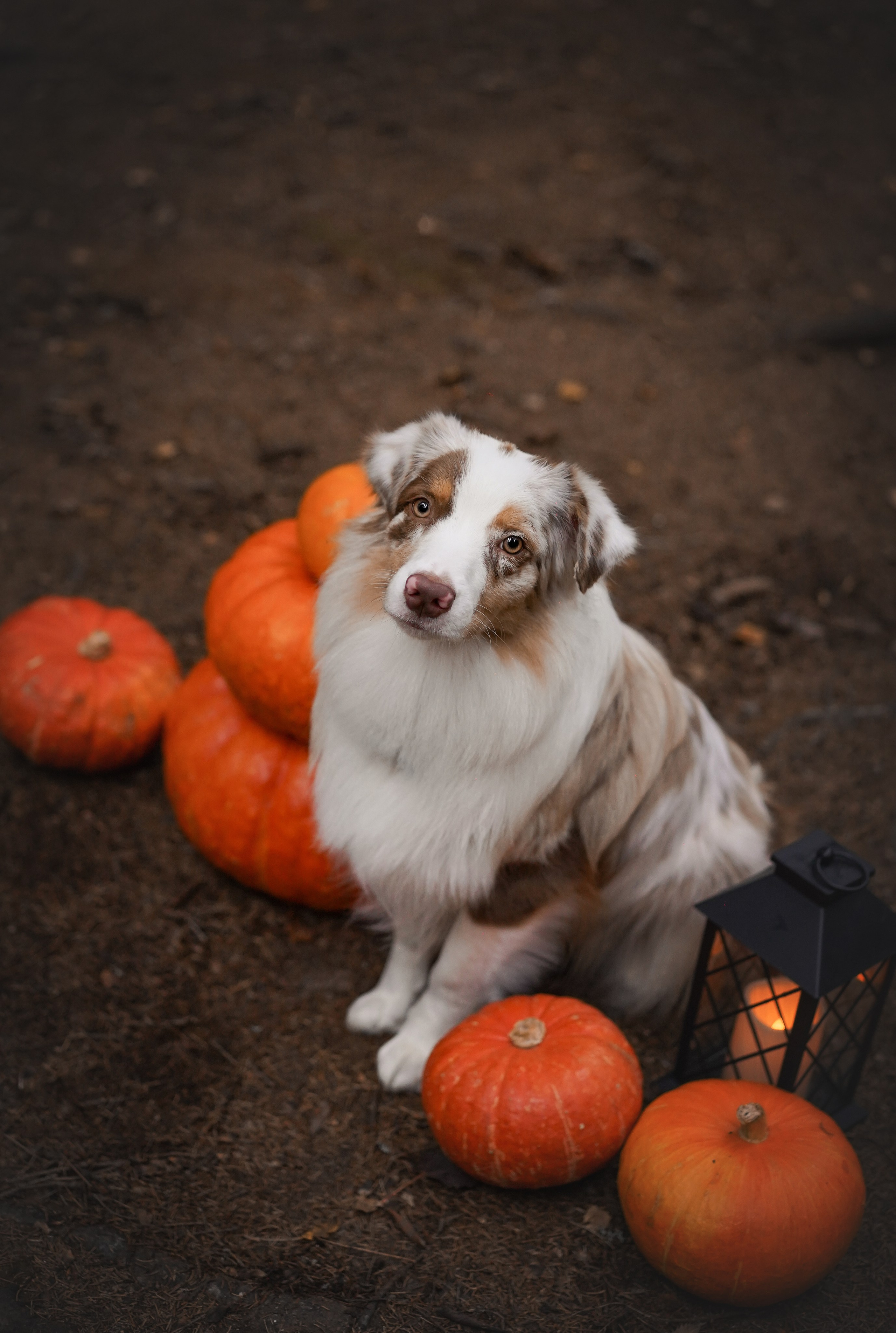 Панда тыковки. Фотограф-анималист в Санкт-Петербурге Яна Мартынова