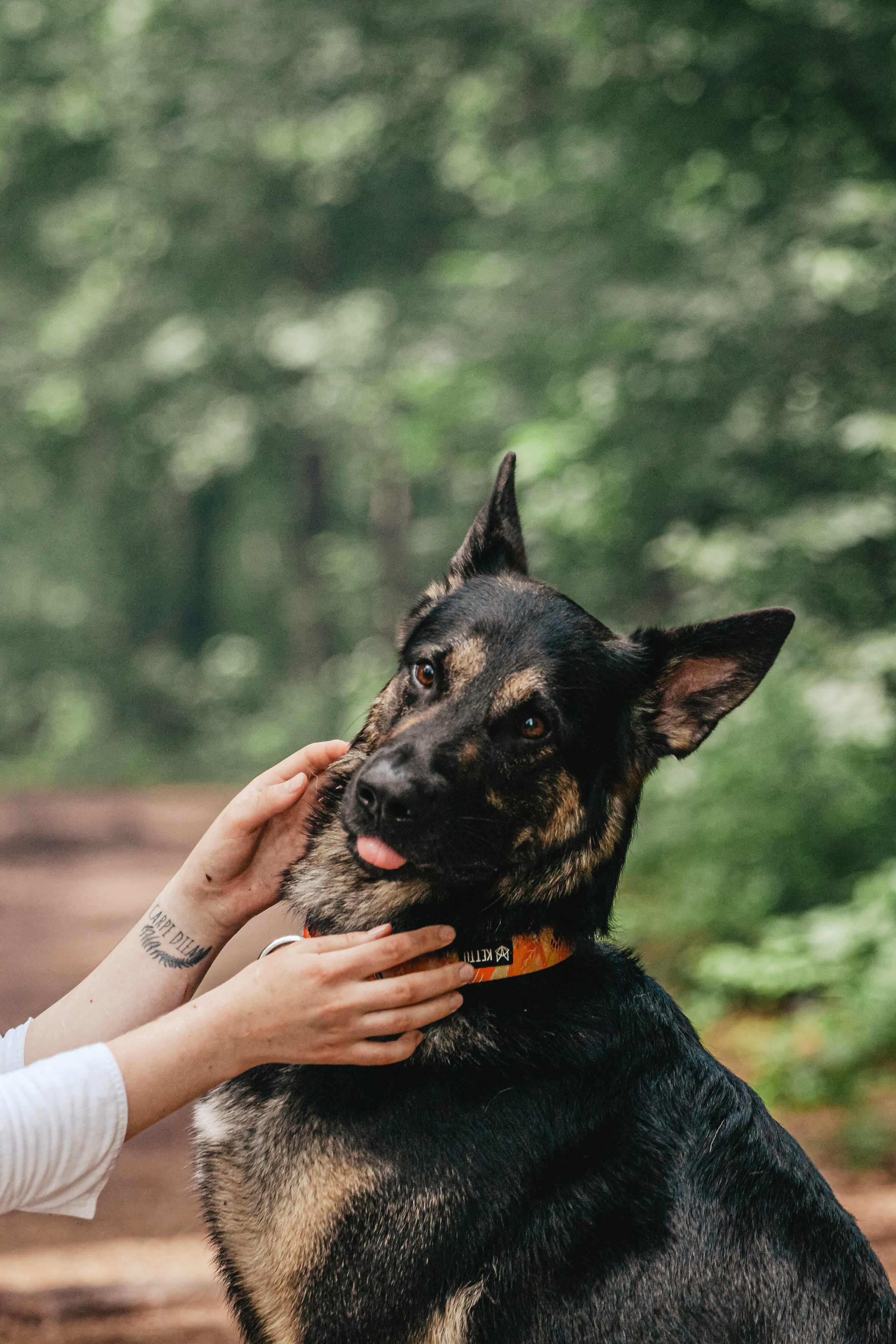 Лесная летняя фотопрогулка. Фотограф-анималист Татьяна Степанова