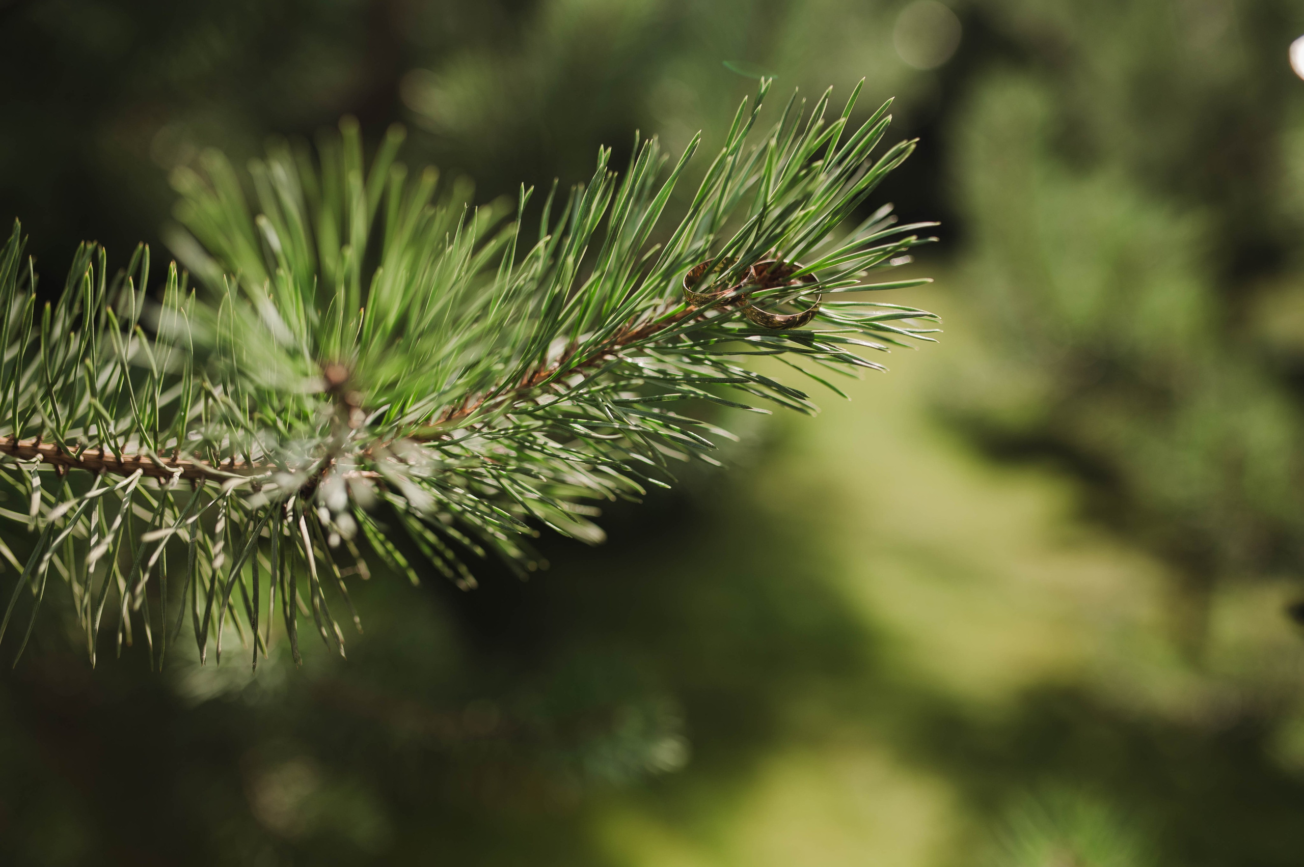 Свадебные съёмки. Фотограф Светлана Васильева