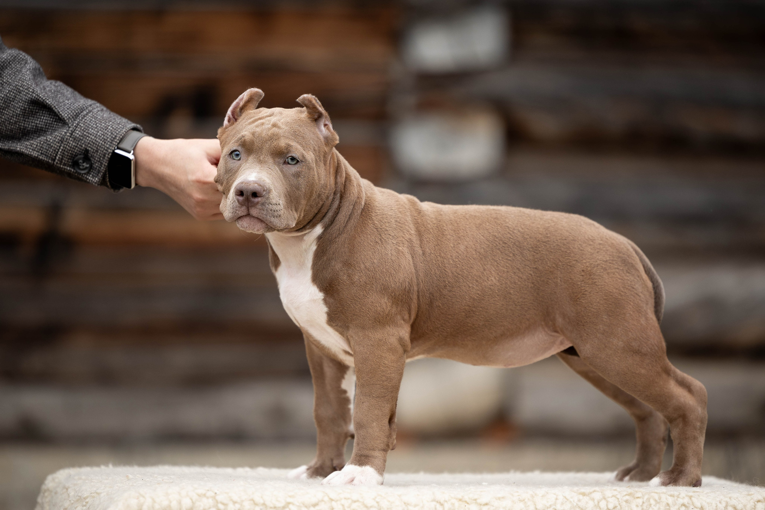 И снова булляшики. Фотограф Анималист в Перми Анастасия Остерман