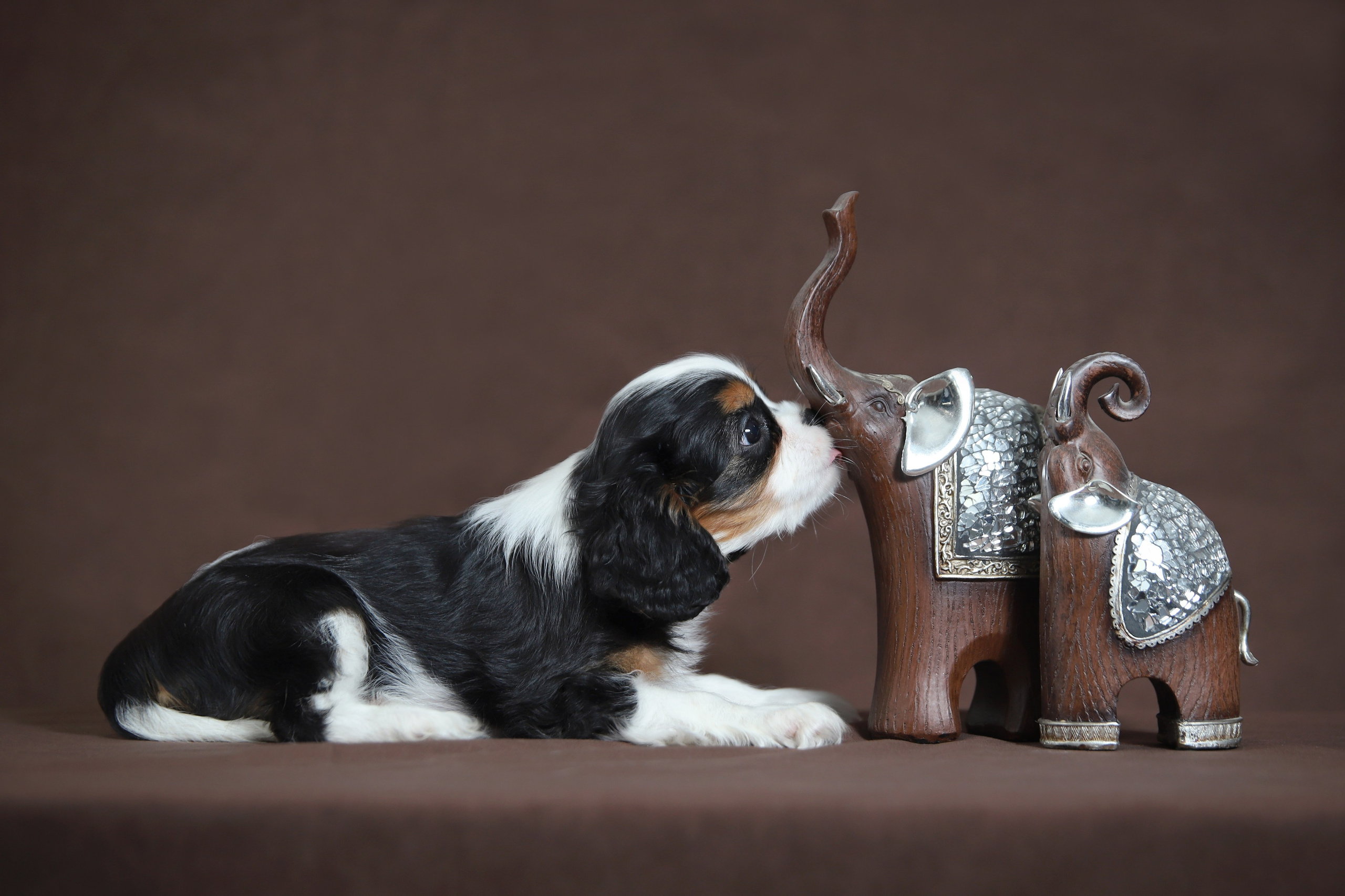 КАВАЛЕР КИНГ ЧАРЛЬЗ СПАНИЕЛЬ. Юлия Микульская. Рыбинск