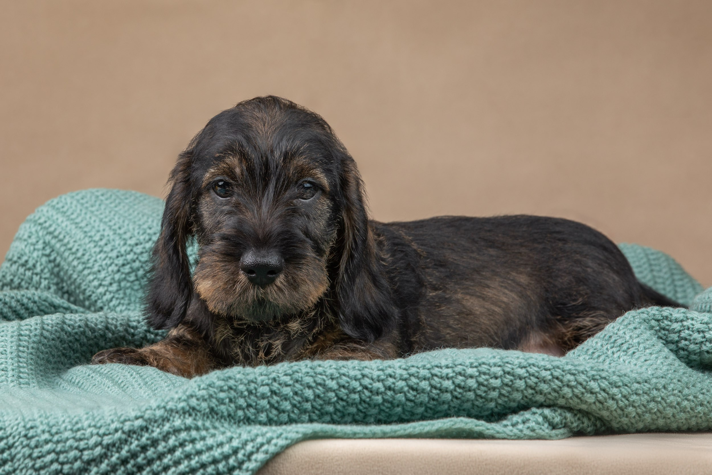 Съемка щенков жесткошерстной таксы на бежевом фоне в ящике. Фотограф-анималист в Москве и Московской области Татьяна Фролова