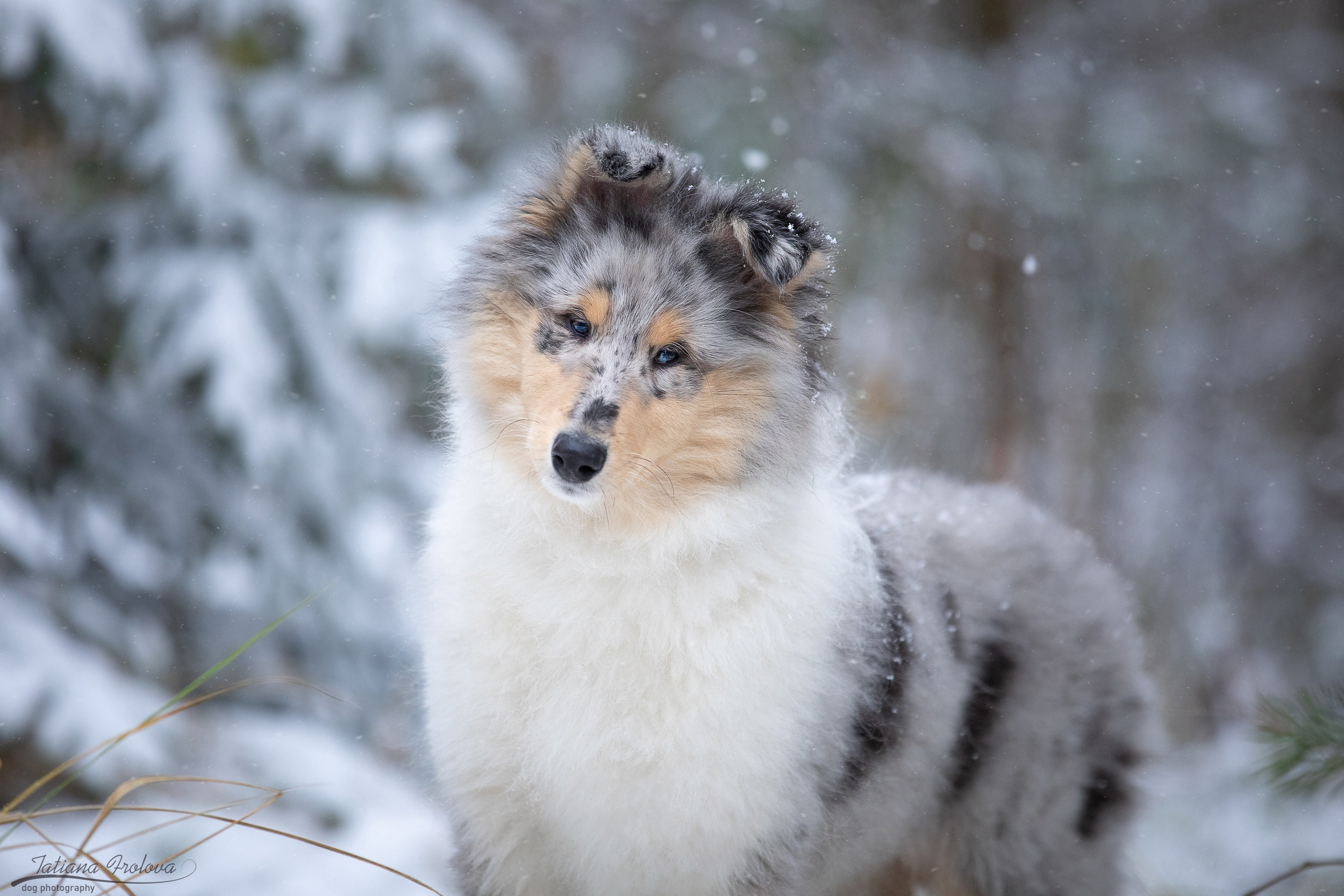 Фотосъёмка щенка колли в Пушкинском районе зимой. Фотограф-анималист в Москве и Московской области Татьяна Фролова