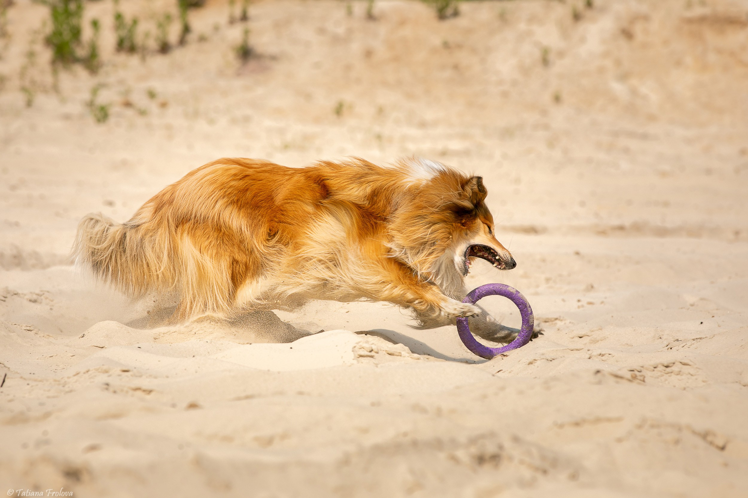 Анималистическая фотосъемка на озере в Лыткарино Московской области. Фотограф-анималист в Москве и Московской области Татьяна Фролова