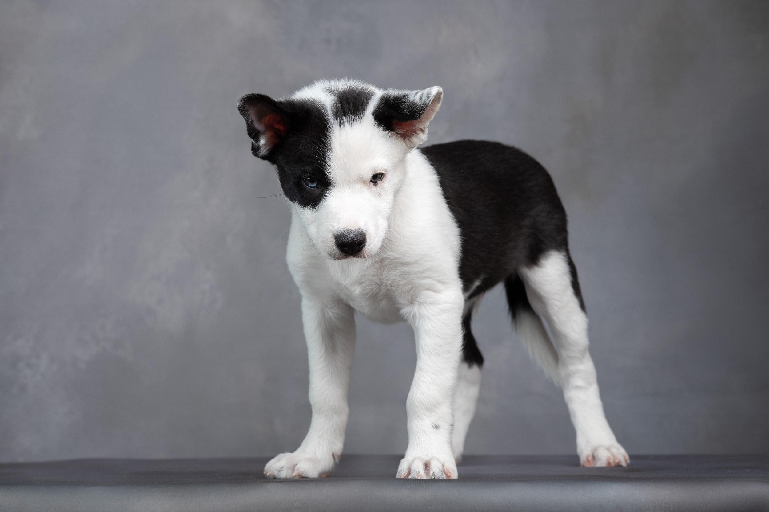 Презентация помета щенков в 2 месяца. Фотограф-анималист в Москве и Московской области Татьяна Фролова