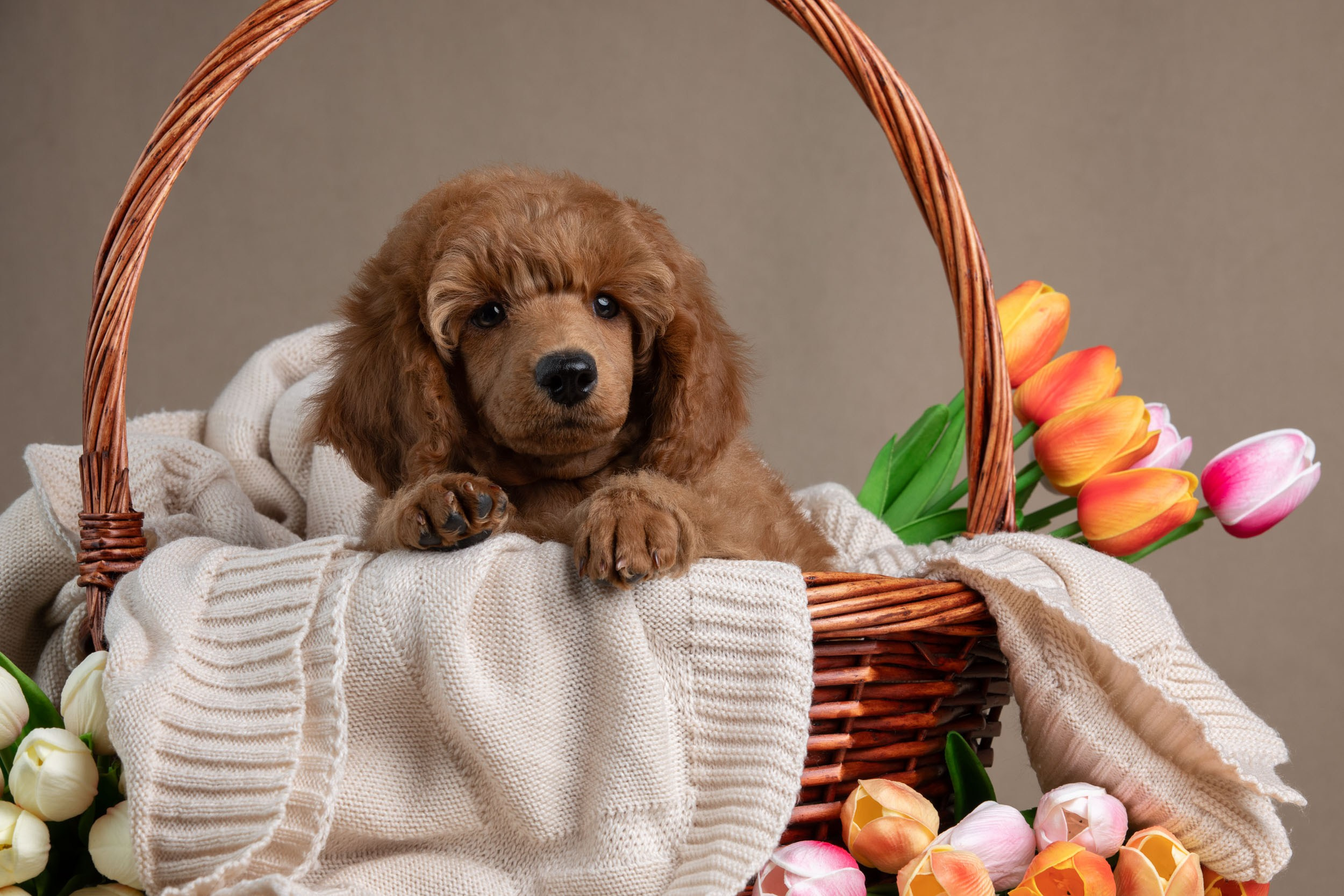 Фотосессия для щенков пуделя с выездом в Щербинку. Фотограф-анималист в Москве и Московской области Татьяна Фролова