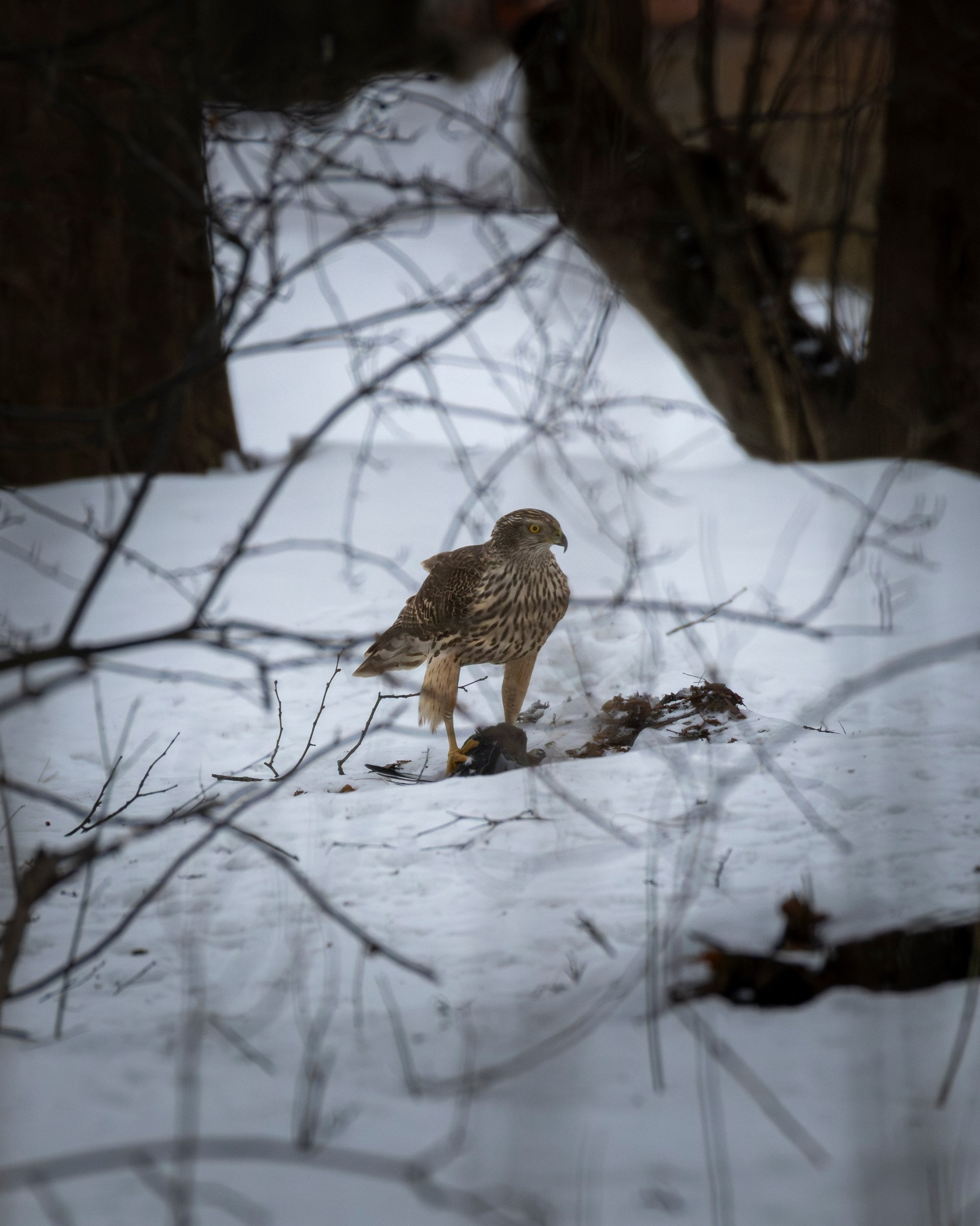 Ястреб тетеревятник поймал голубя