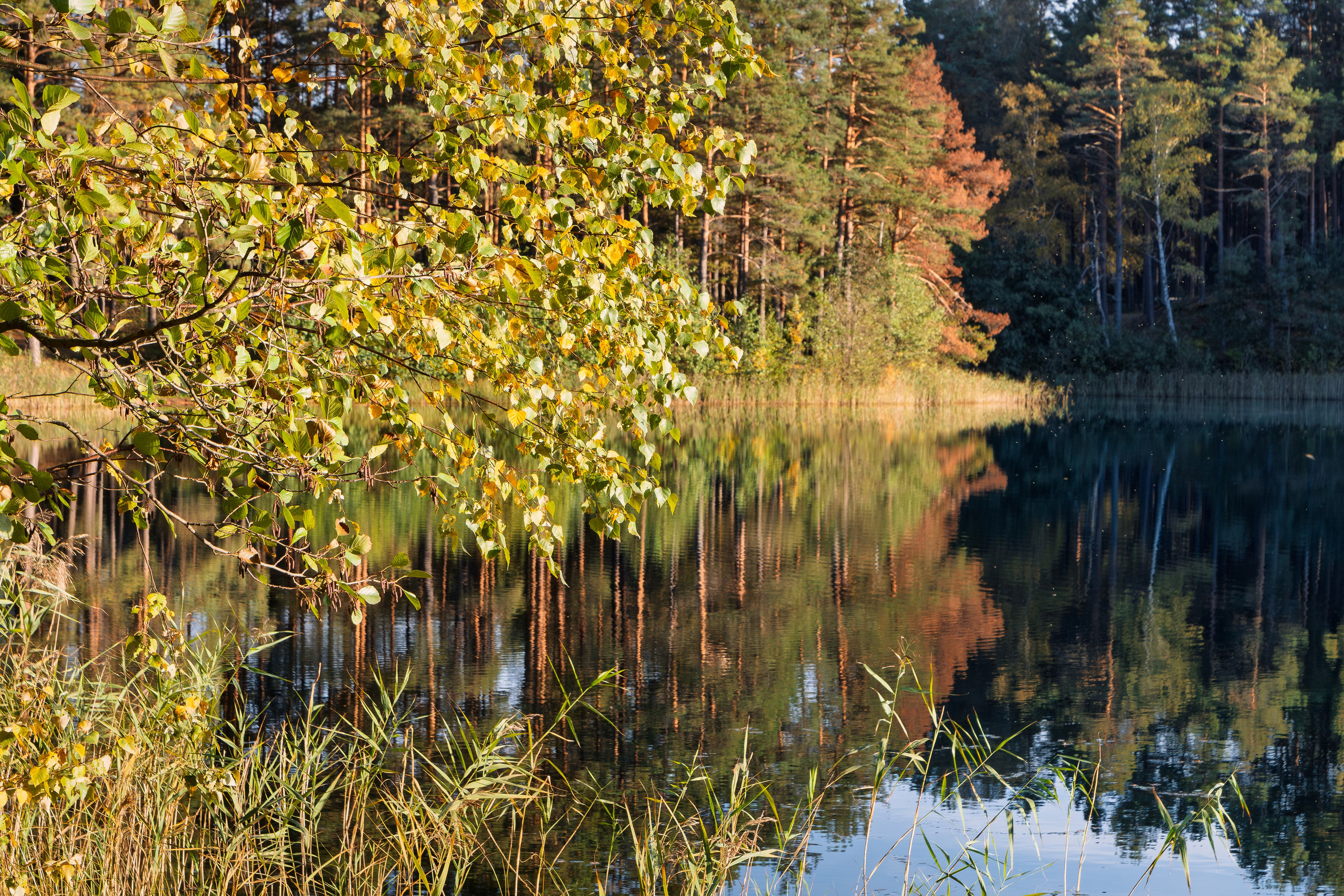 Голубые озера, Псковская область. Октябрь 2024. Фотограф Никифоров-Гордеев Сергей. Москва и МО