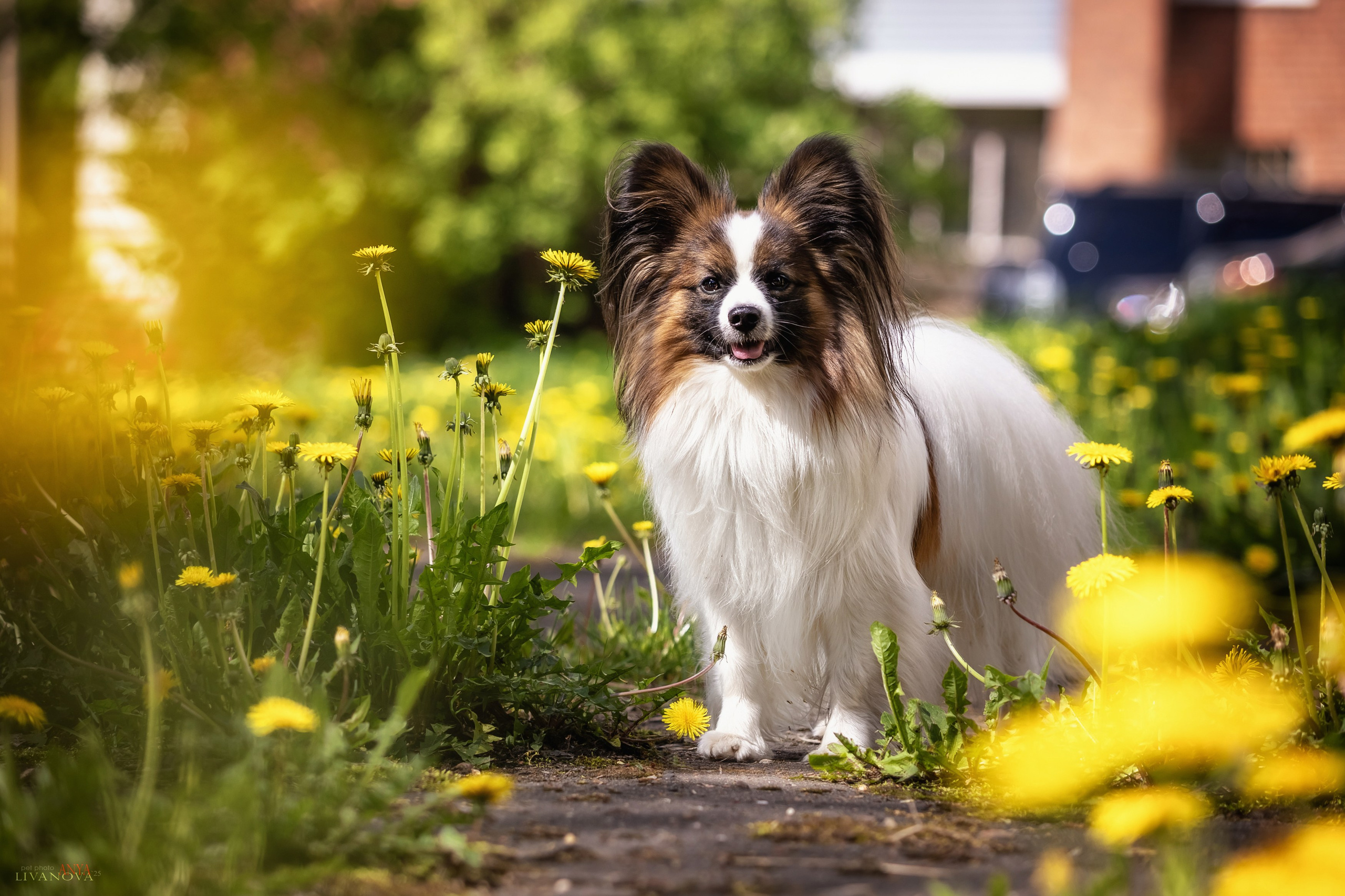 Хьюстон. Фотограф анималист Аня Ливанова | Рыбинск