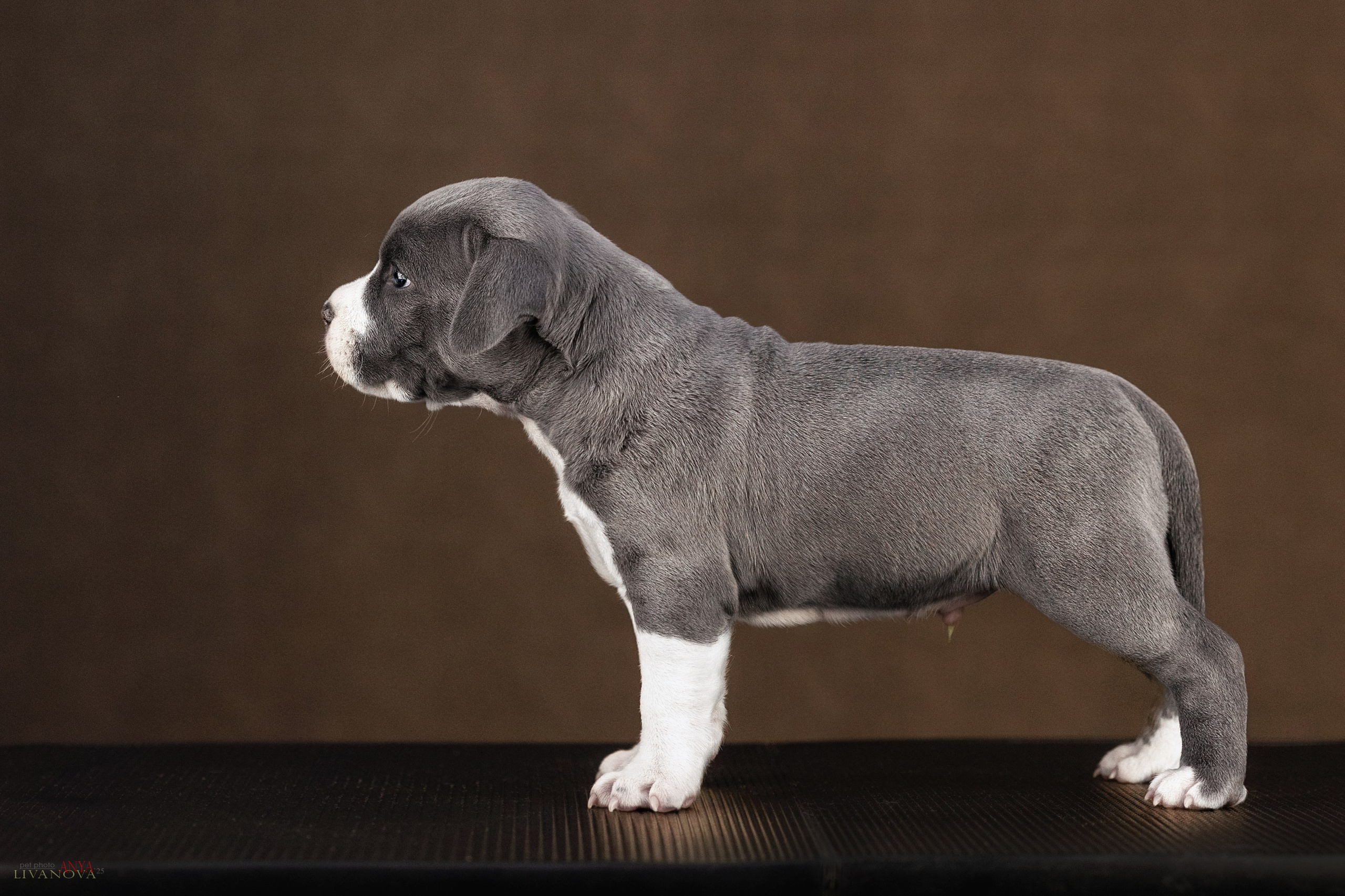 Стаффики. Фотограф анималист Аня Ливанова | Рыбинск