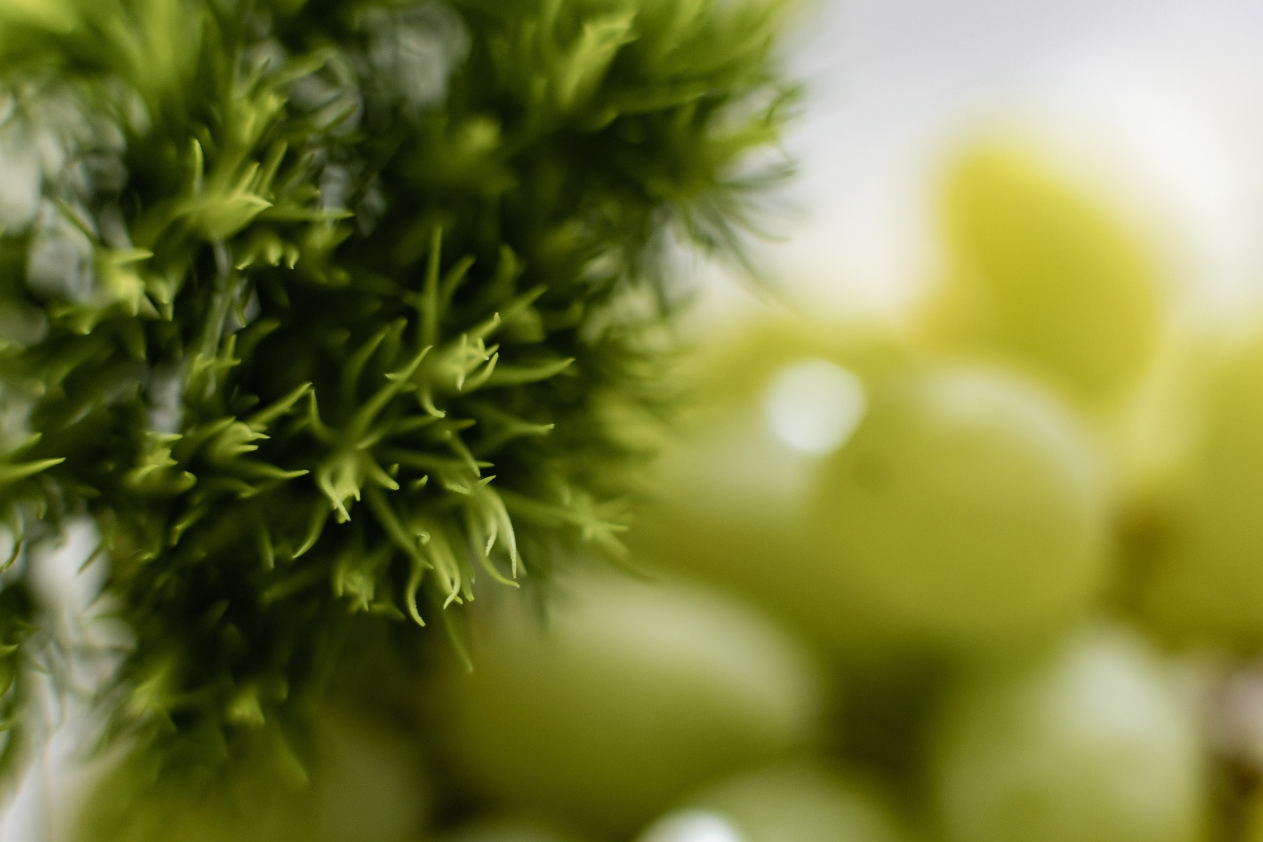 Валерия в студии «VENERA». Фотограф Белгород