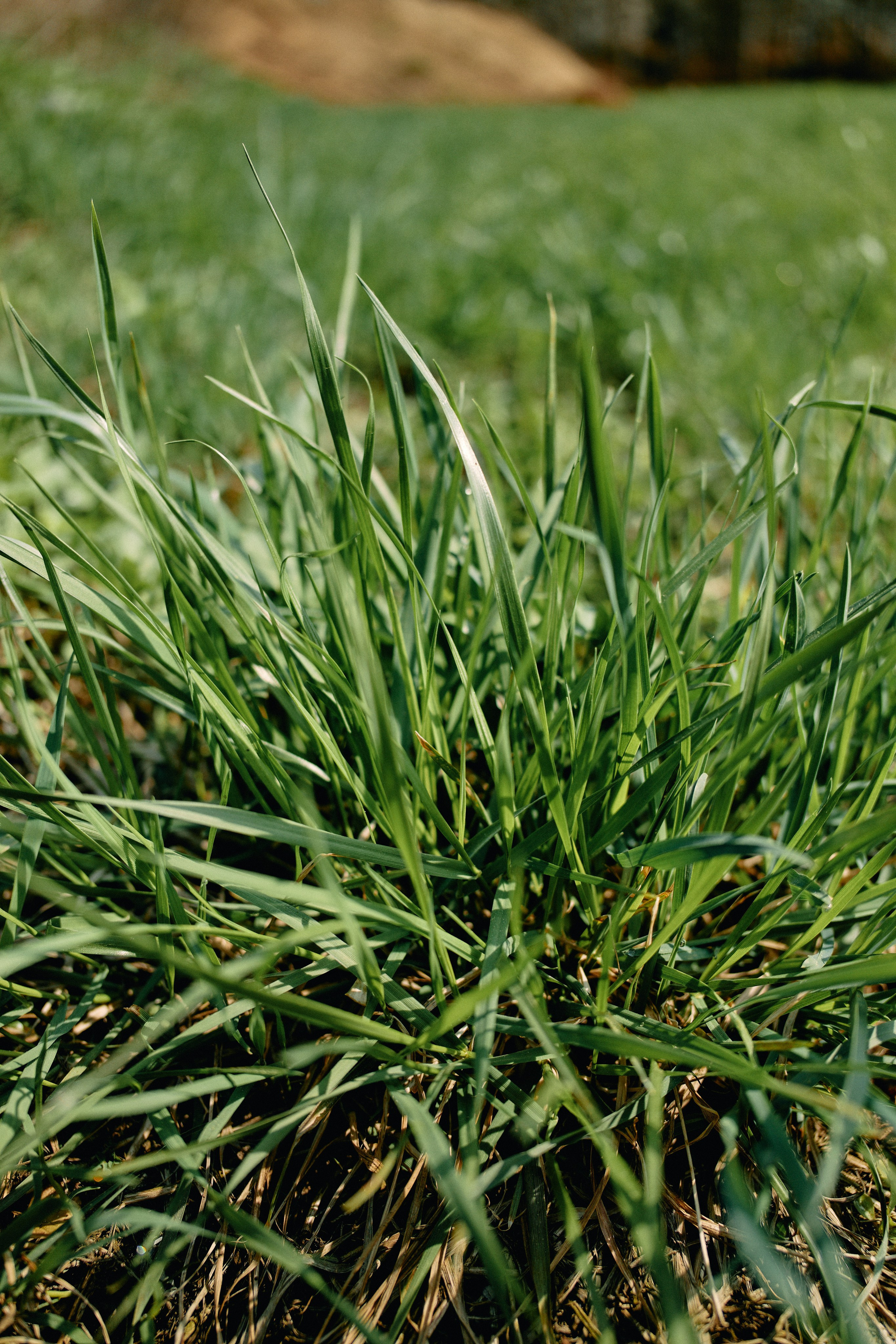Бутик-отель Поле летом. Профессиональный Фотограф во Владимире, в Москве и в Суздале — Полина Романычева