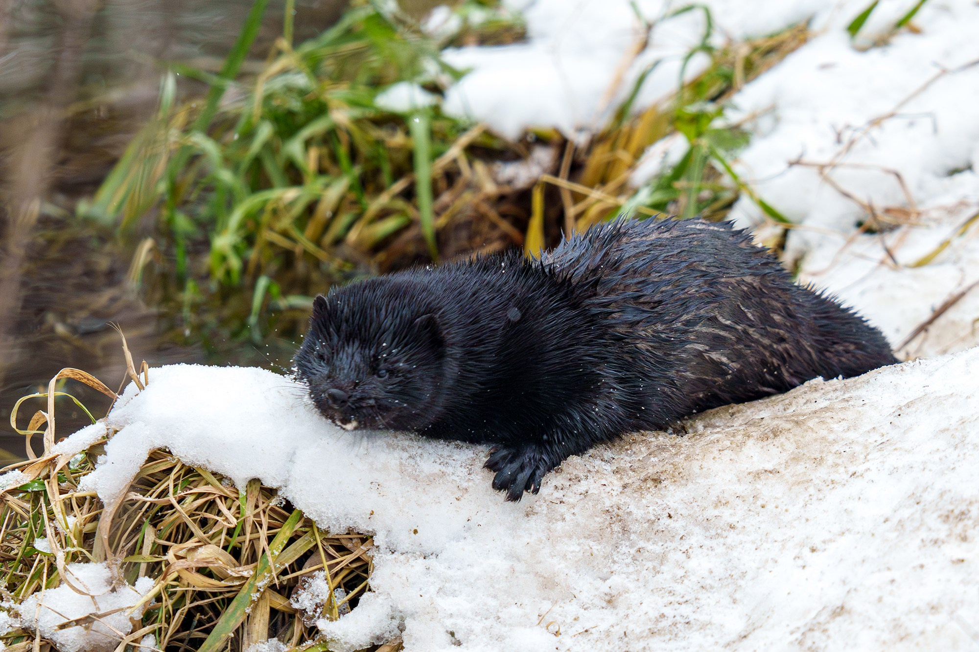 Животные. Ваш личный фотограф Марина Волкова