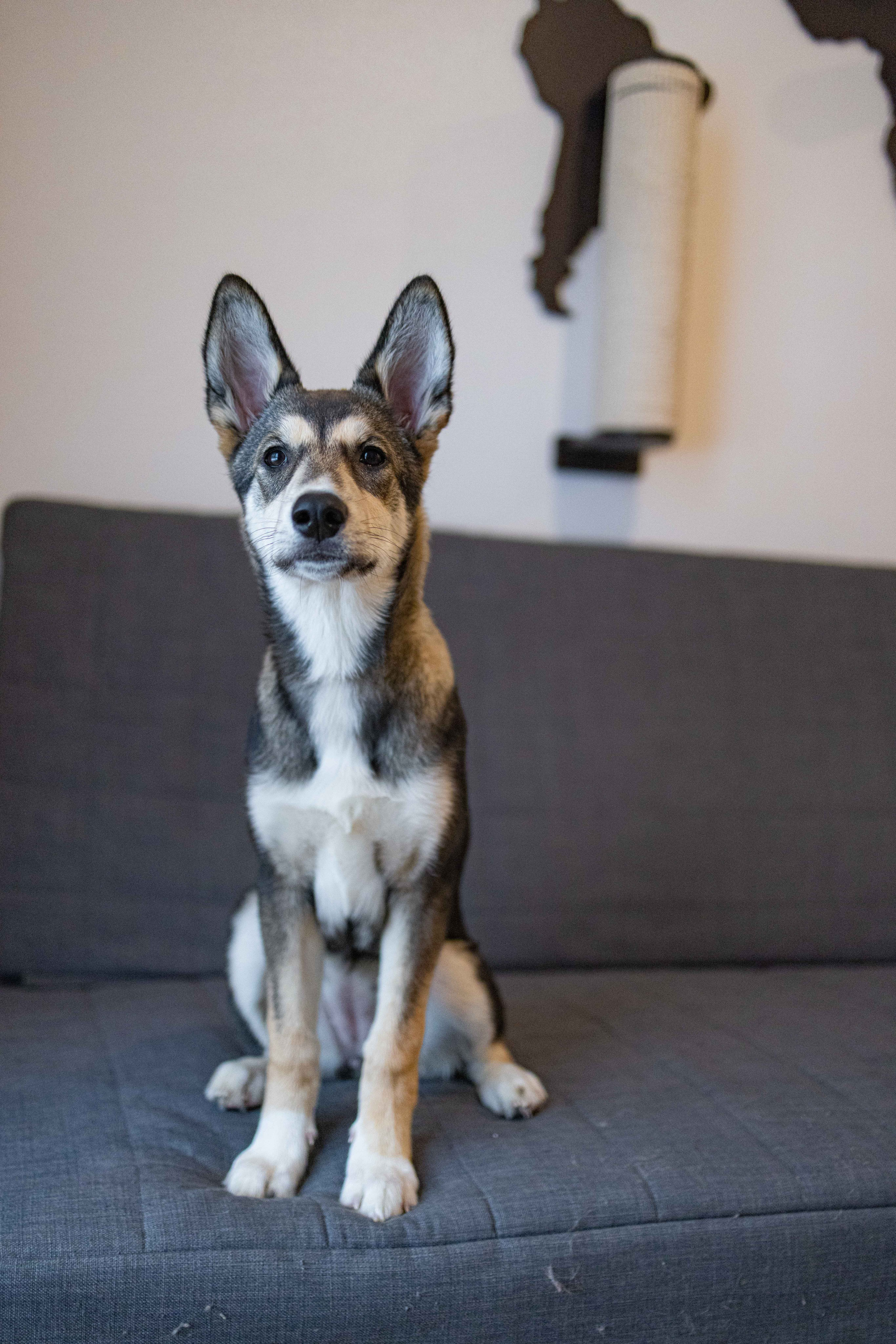 Шами. Фотограф-анималист в Москве Лера Черноног