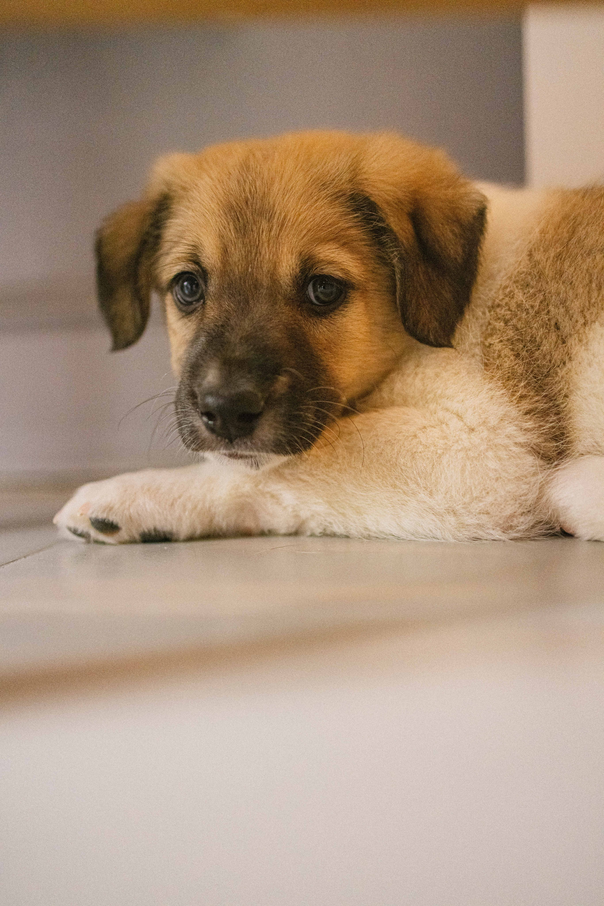Щеночки. Фотограф-анималист в Москве Лера Черноног