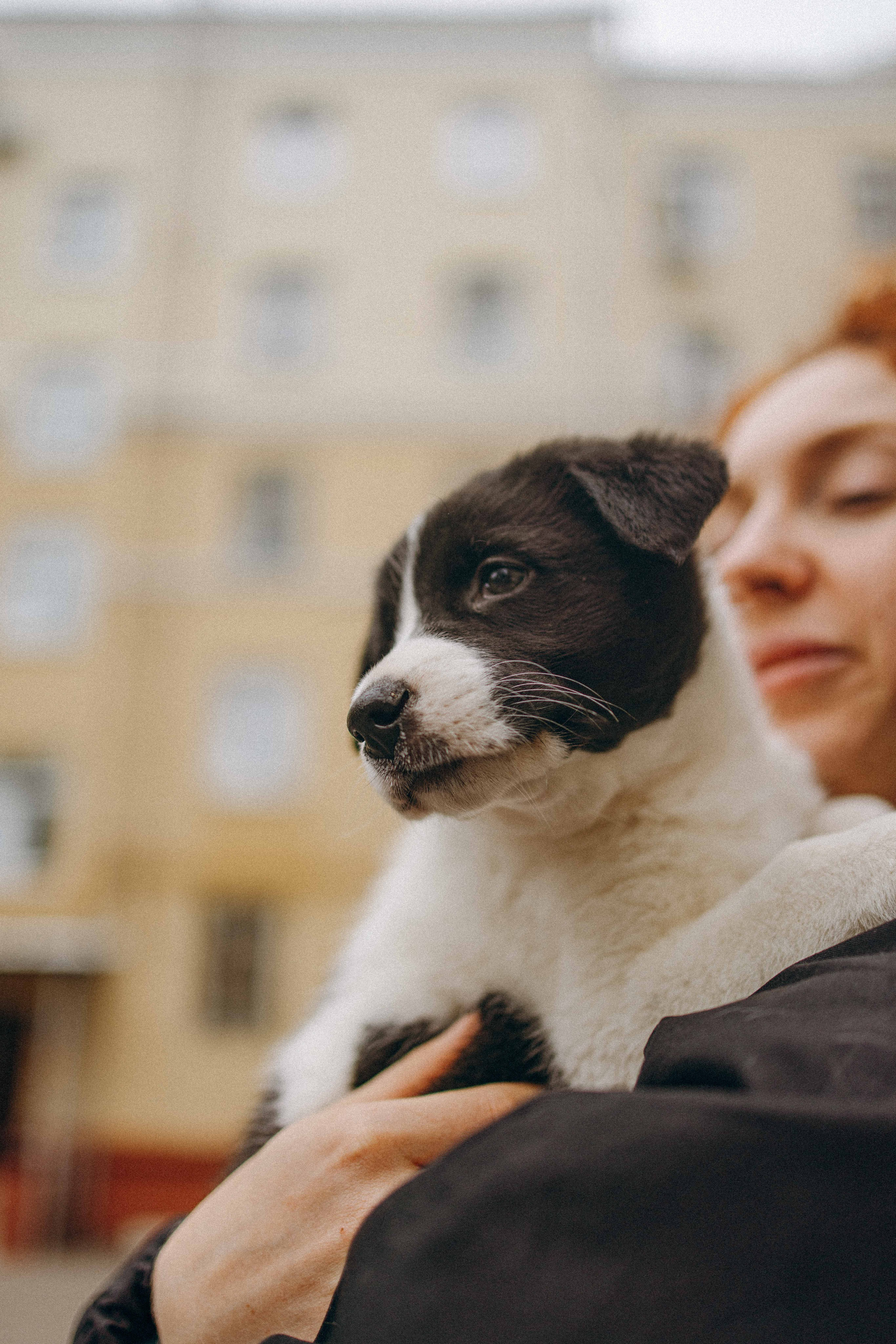 Щеночки. Фотограф-анималист в Москве Лера Черноног