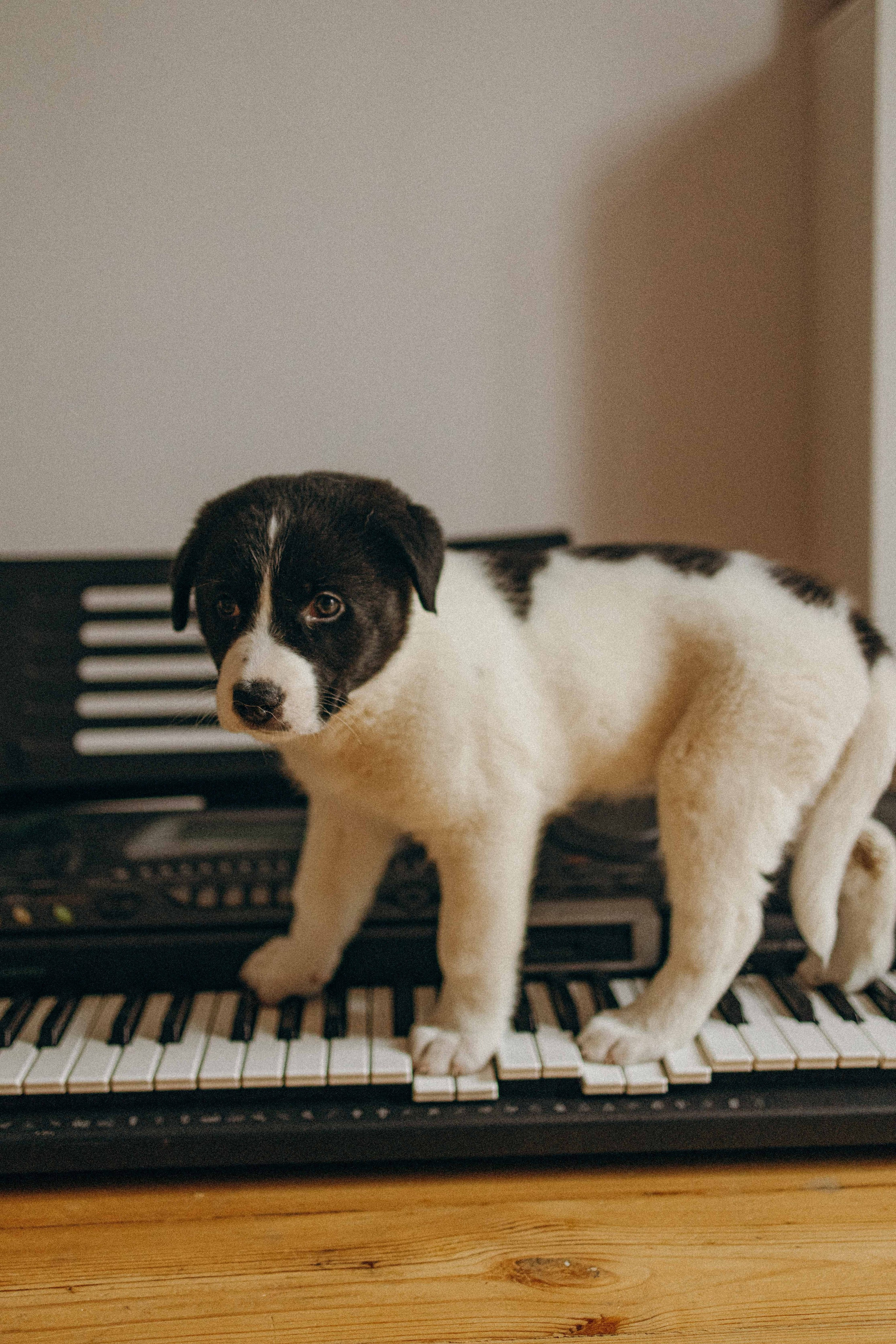 Щеночки. Фотограф-анималист в Москве Лера Черноног