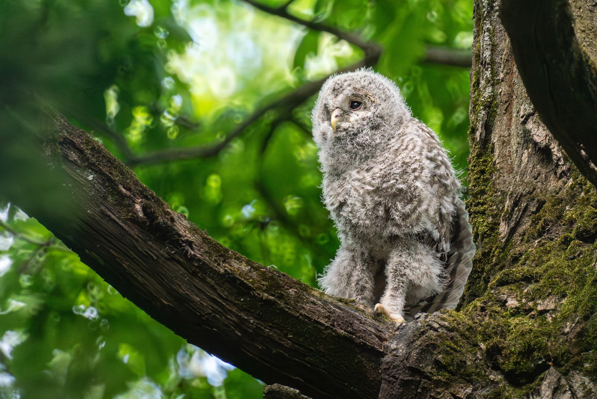 Удивительные мир птиц. Вокруг нас столько прекрасного — присмотритесь!. Ваш личный фотограф Марина Волкова