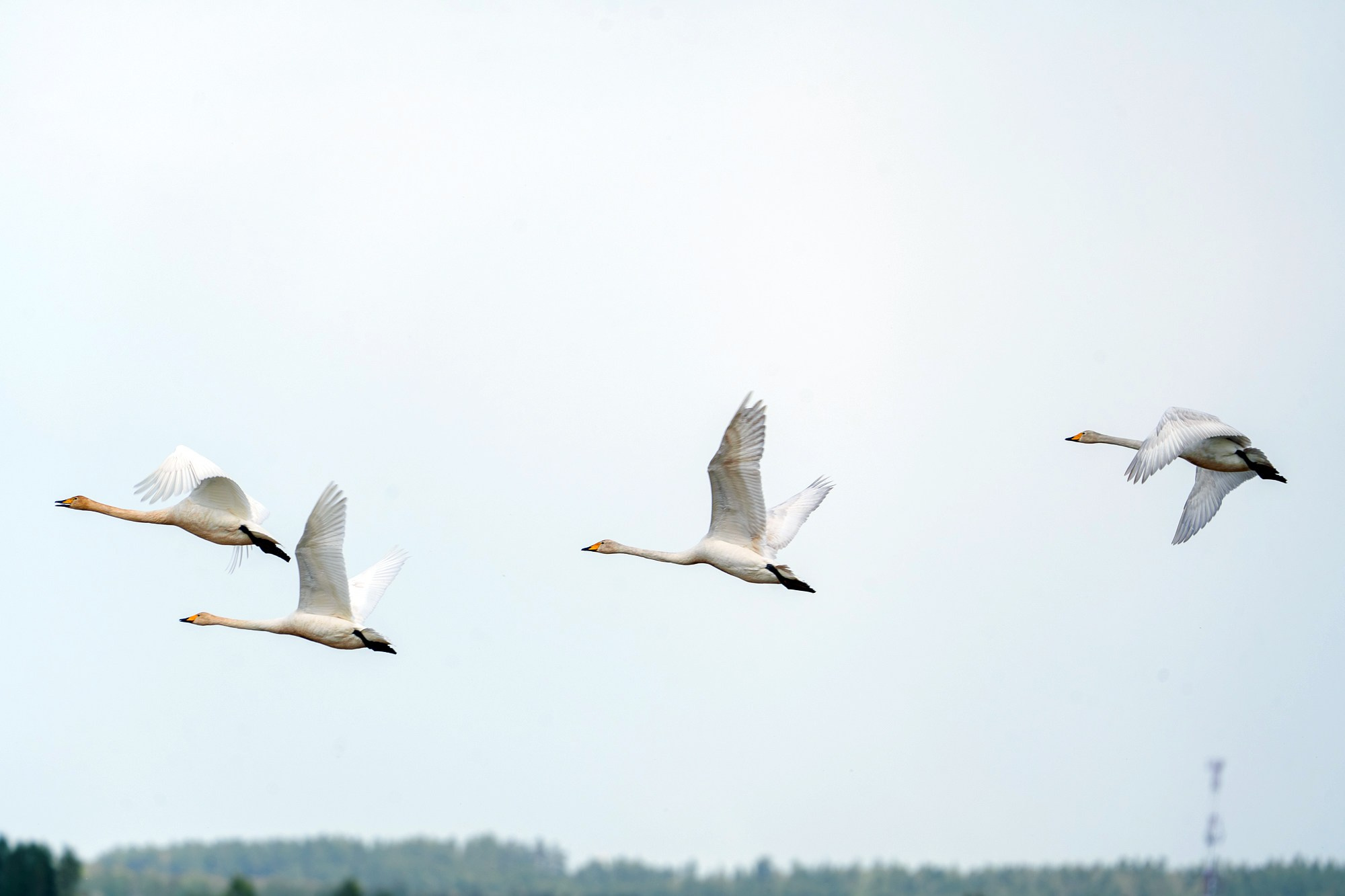 Удивительные мир птиц. Вокруг нас столько прекрасного — присмотритесь!. Ваш личный фотограф Марина Волкова