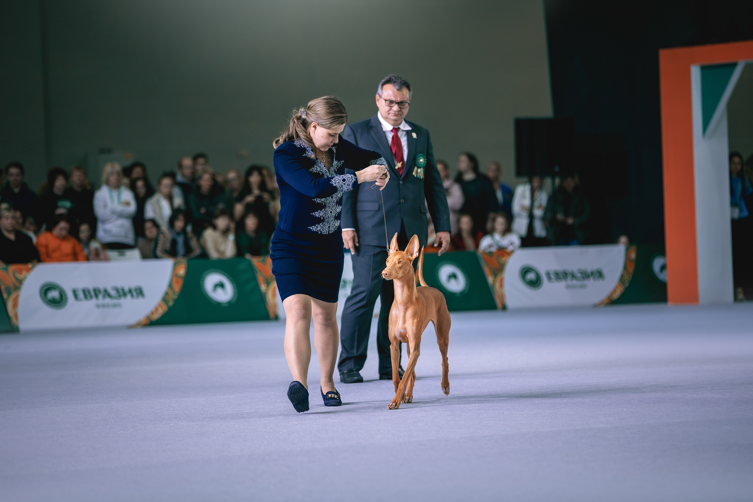 Евразия 2023. Фотограф анималист в Москве Майорова Евгения