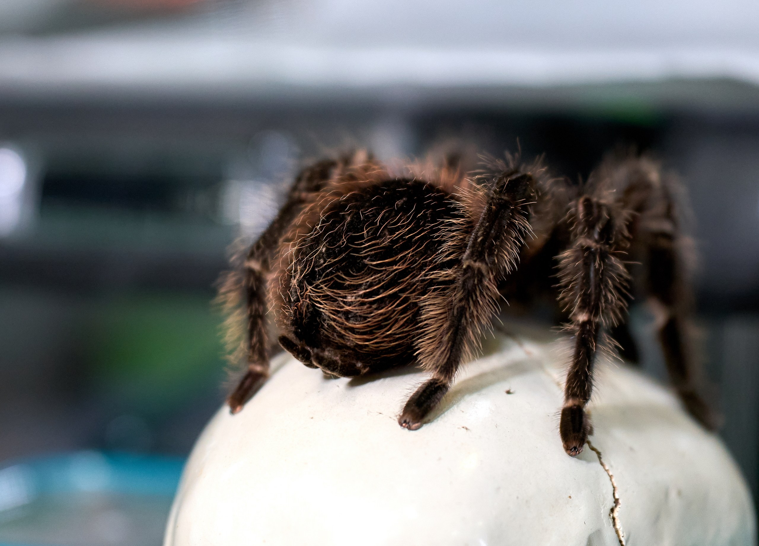 Рептилии — галерея NATRIEL