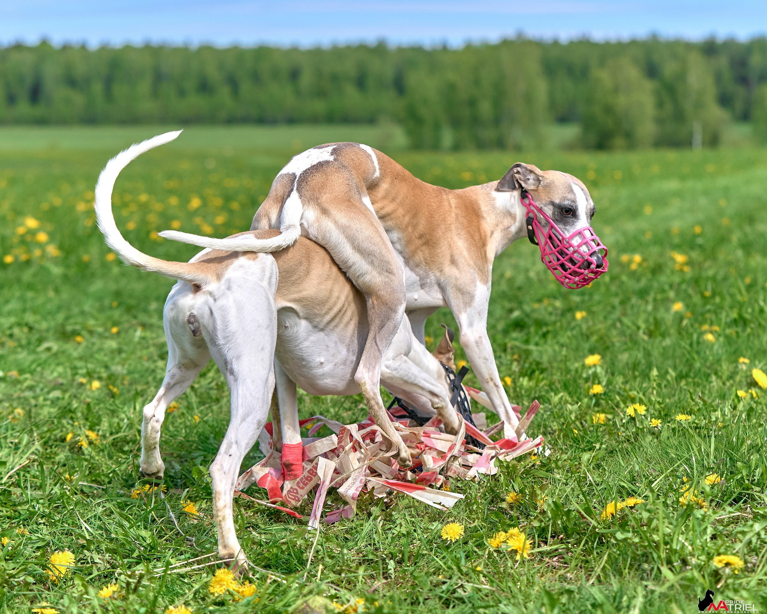 Съемка курсинг — галерея NATRIEL