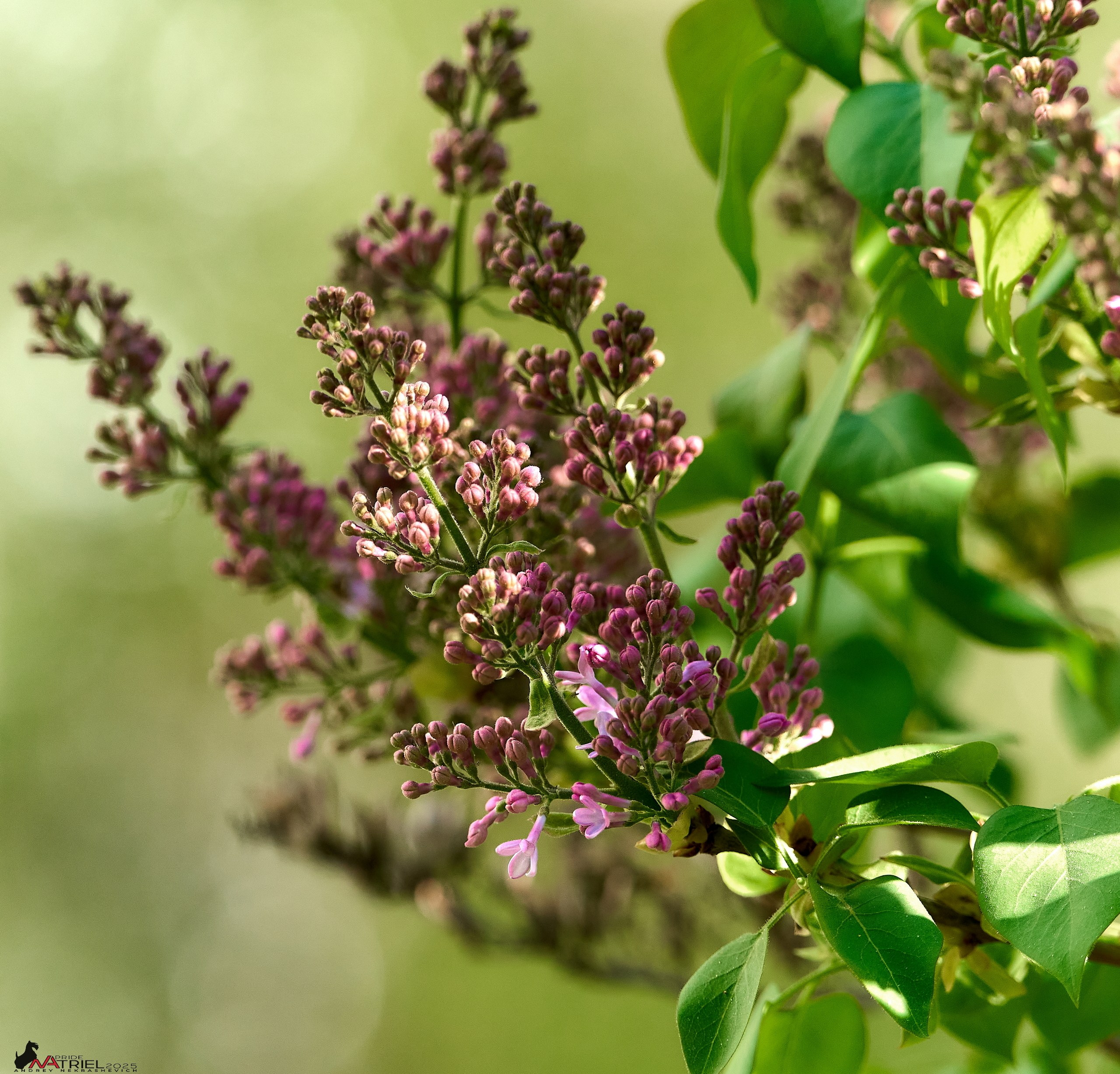 Природа в апреле. Всё в цветении!
