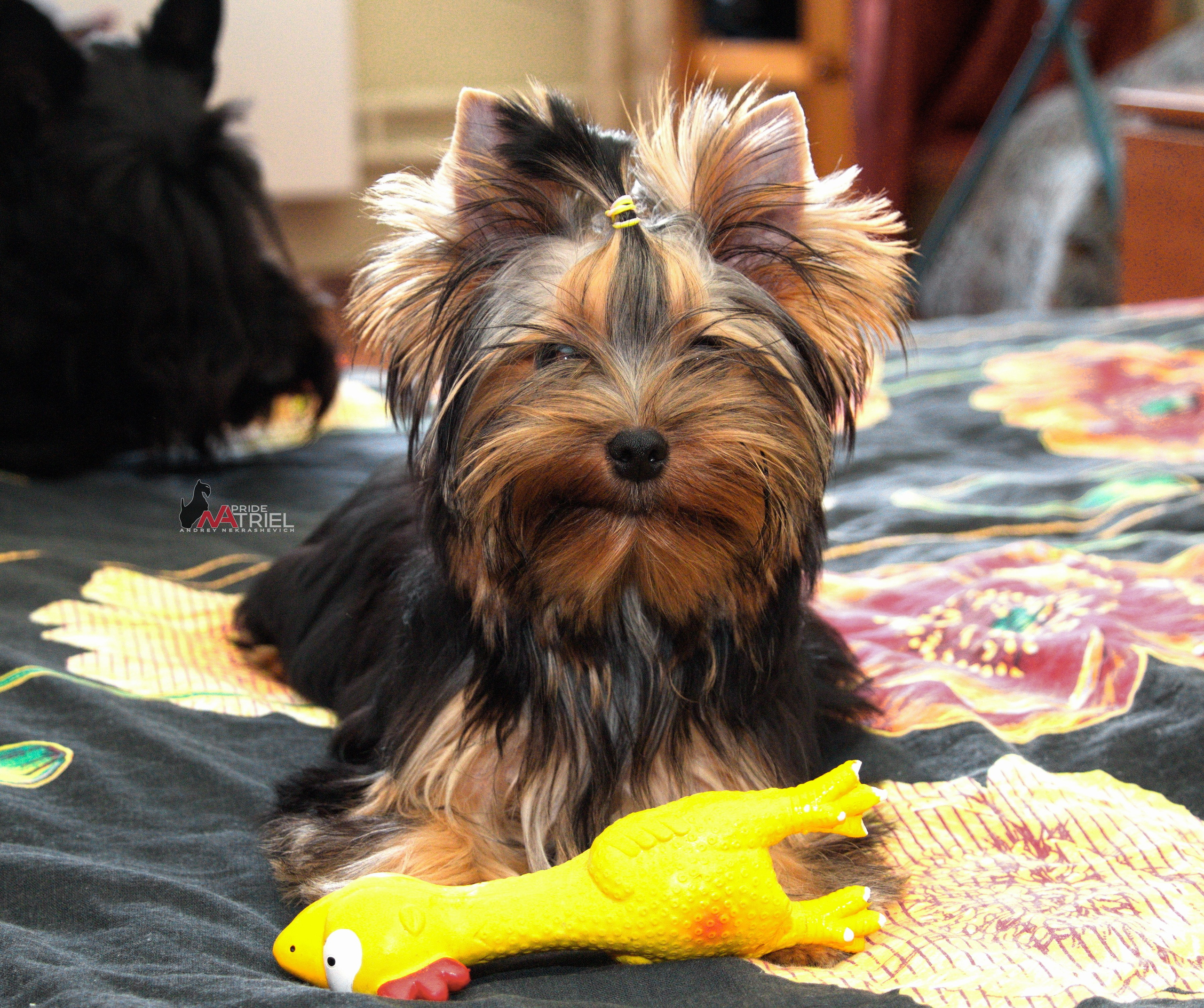 Йоркширский терьер Циля