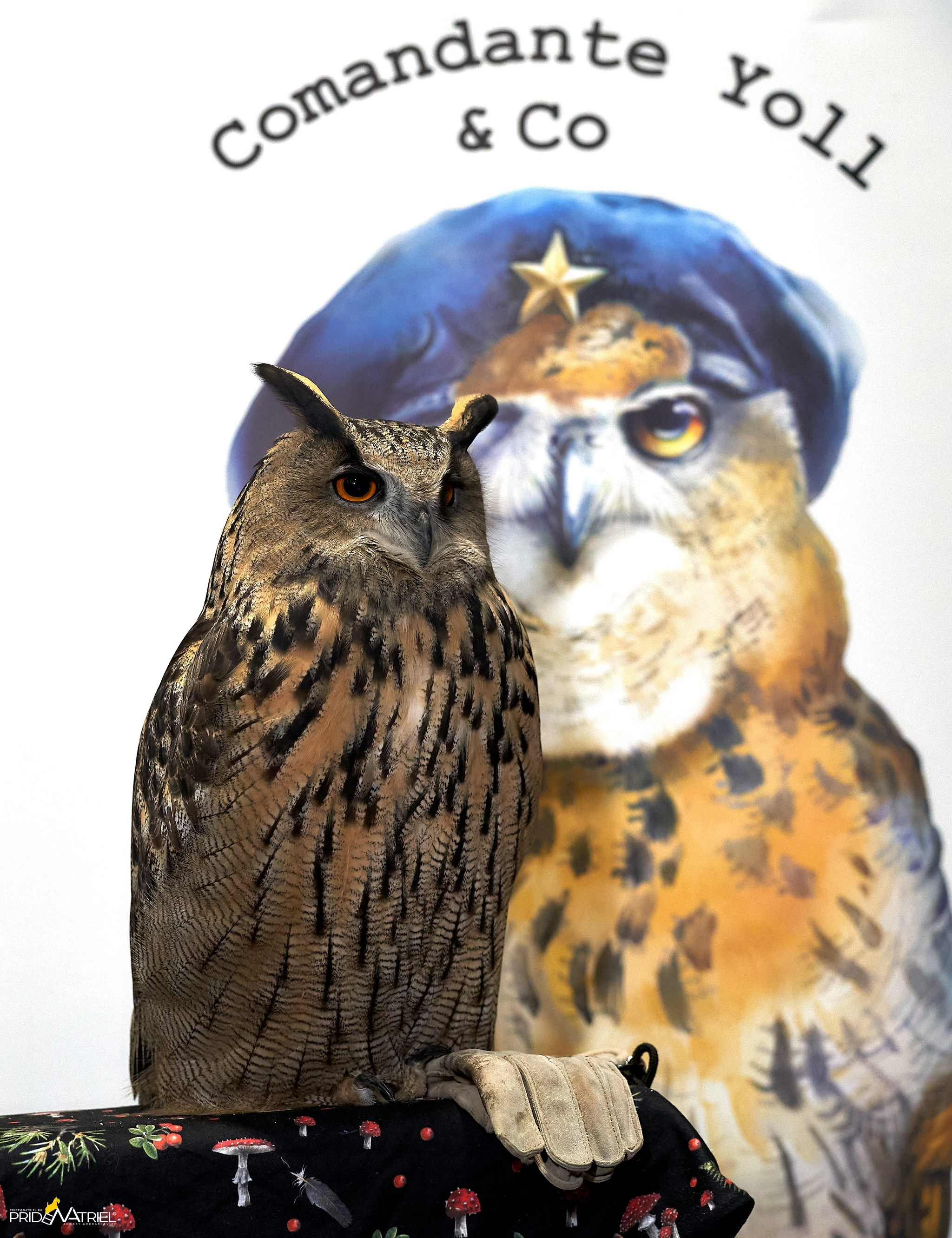 Выставки животных — галерея NATRIEL