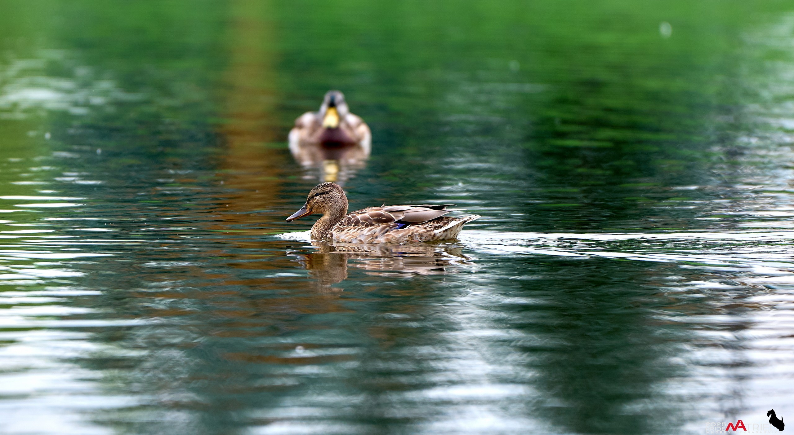Утки на пруду