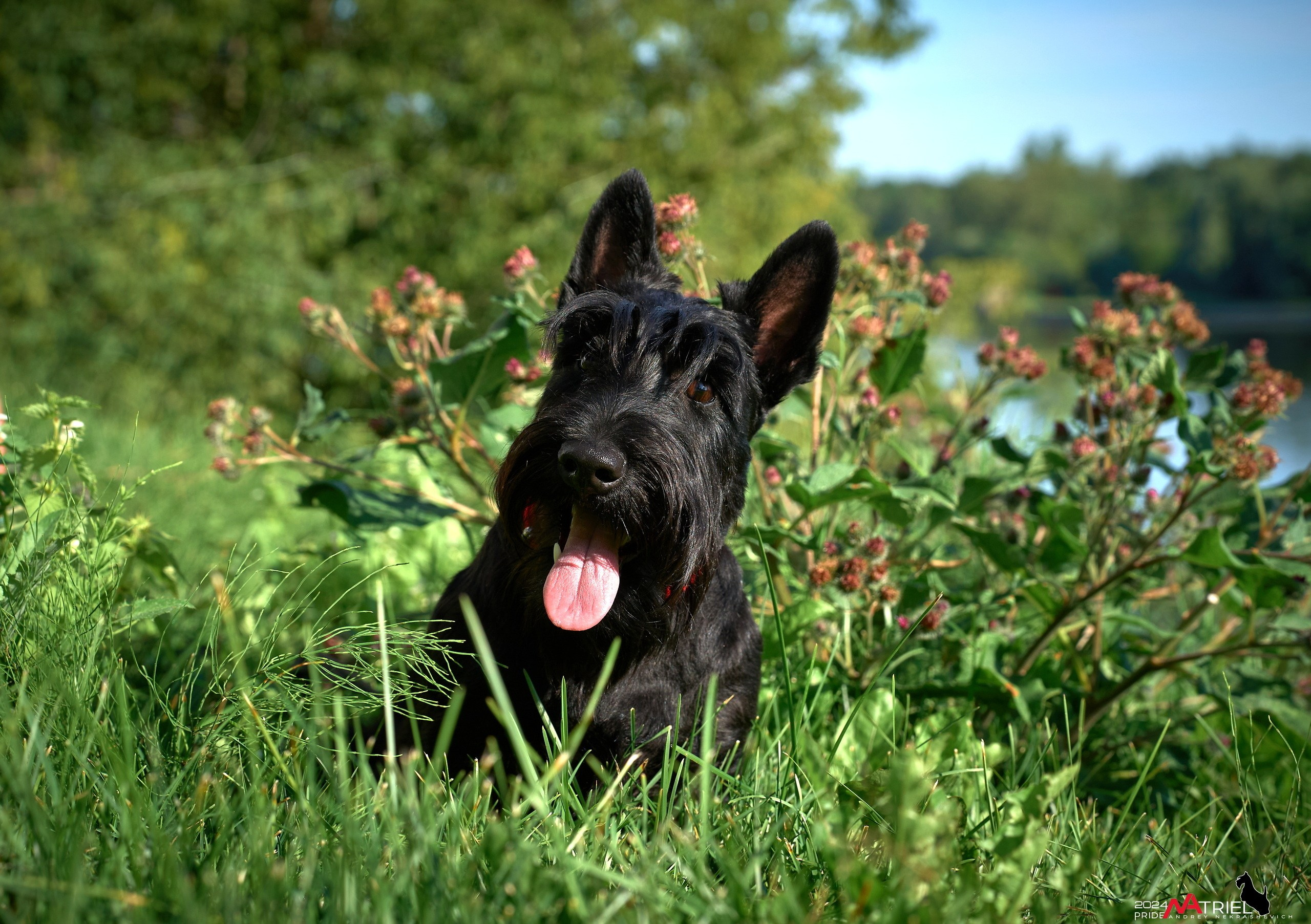 Семейная фотопрогулка с собаками