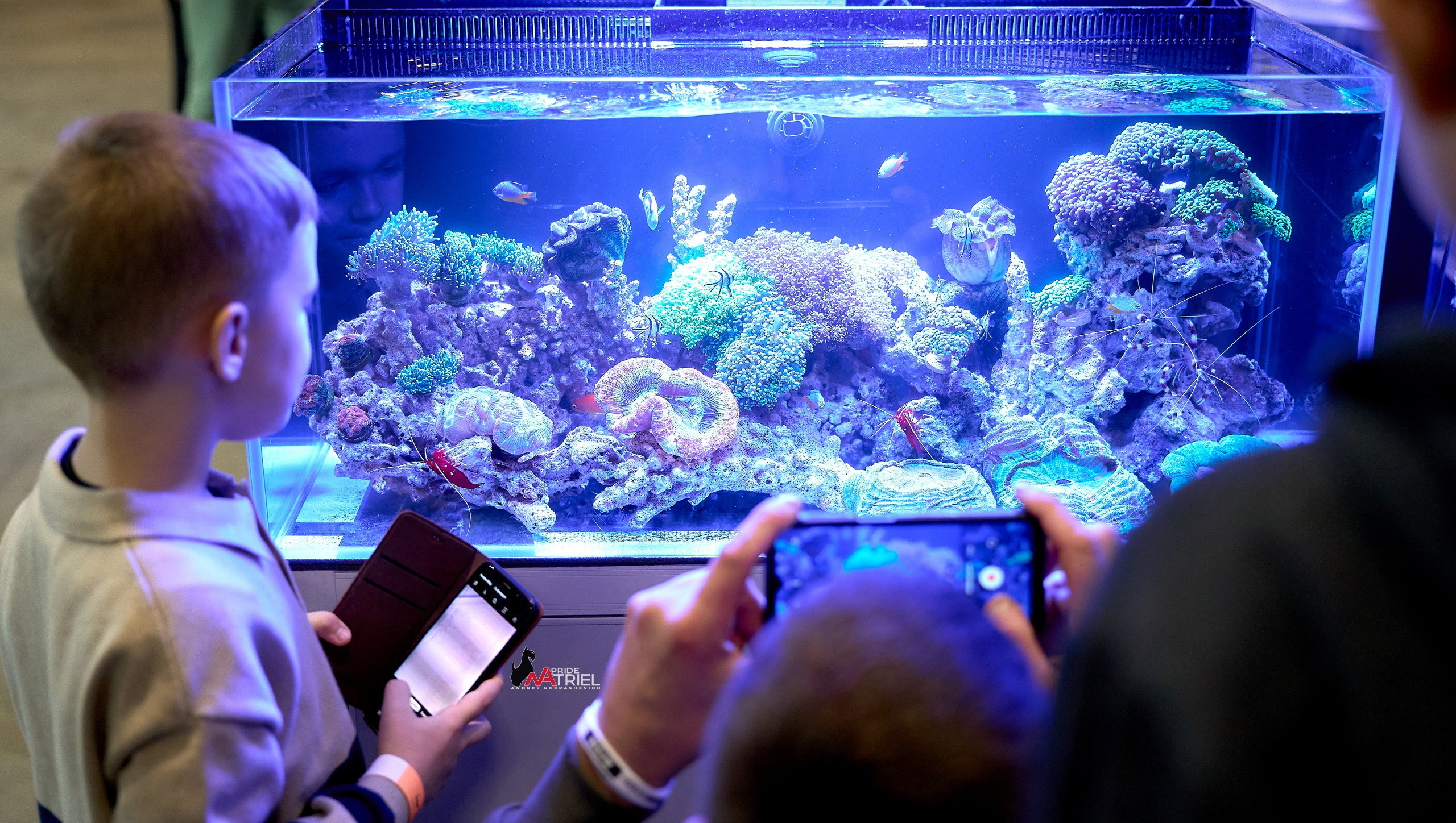 Выставки животных — галерея NATRIEL