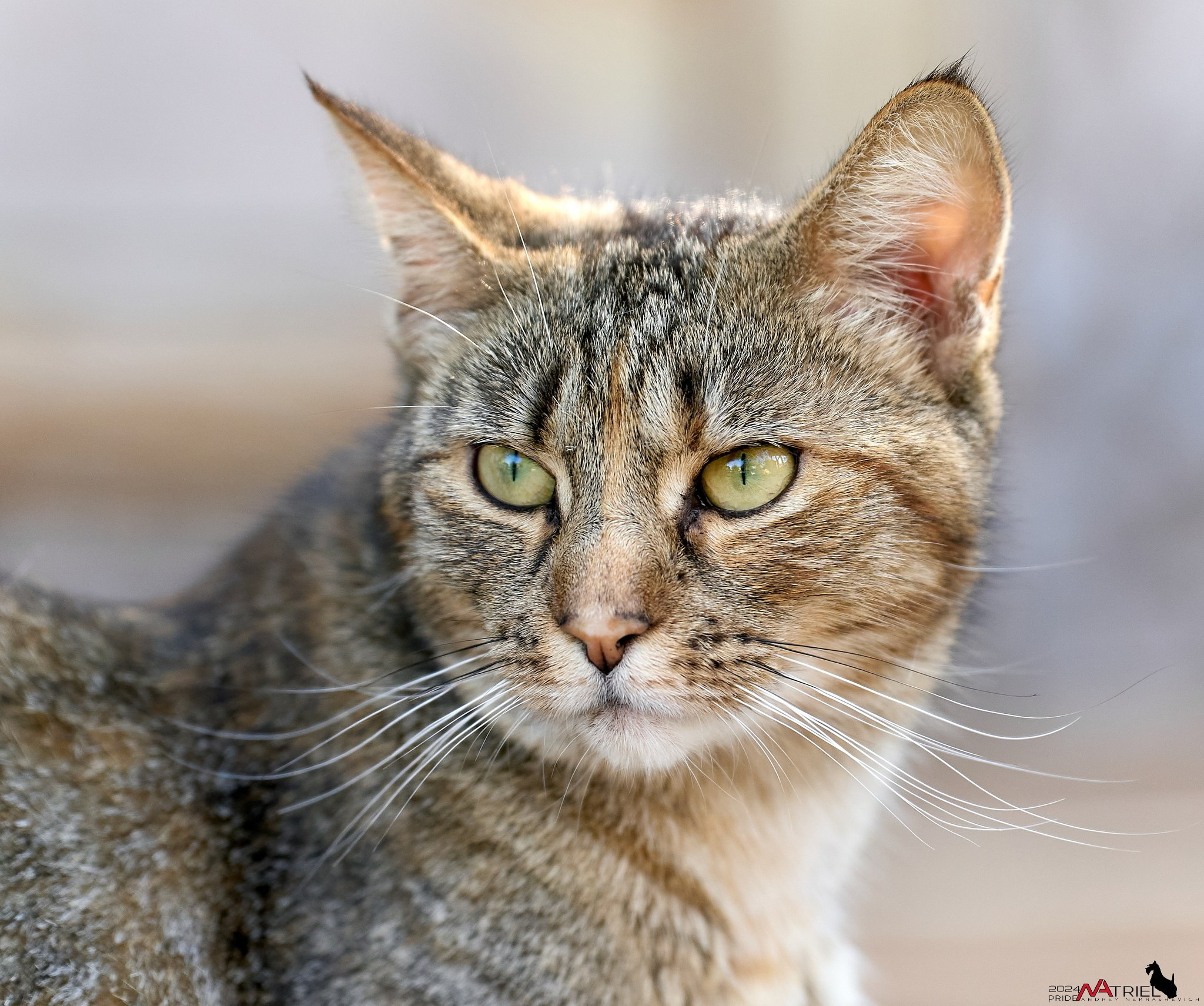 Домашние кошки — галерея NATRIEL