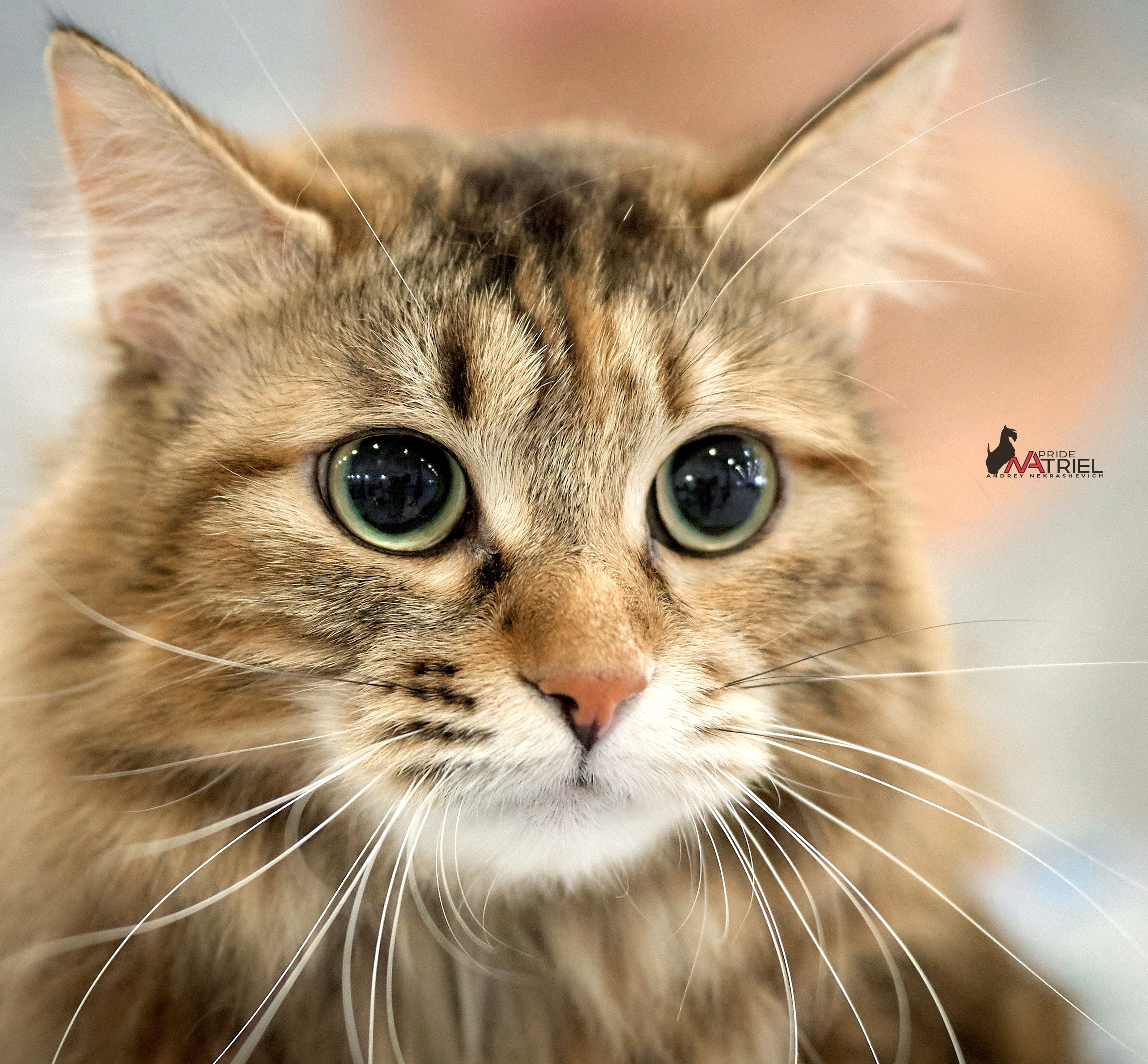 Кошки на выставках — галерея NATRIEL