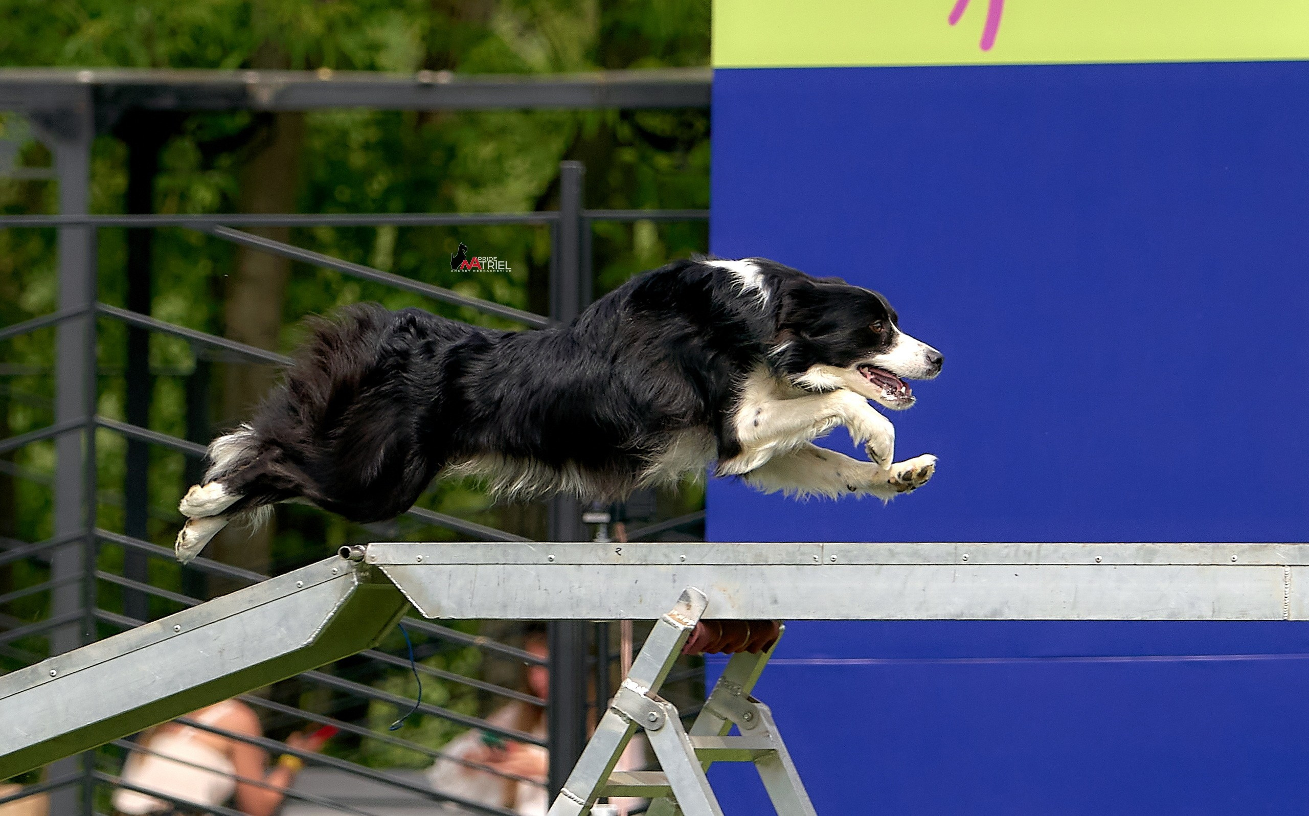 Аджилити — галерея NATRIEL