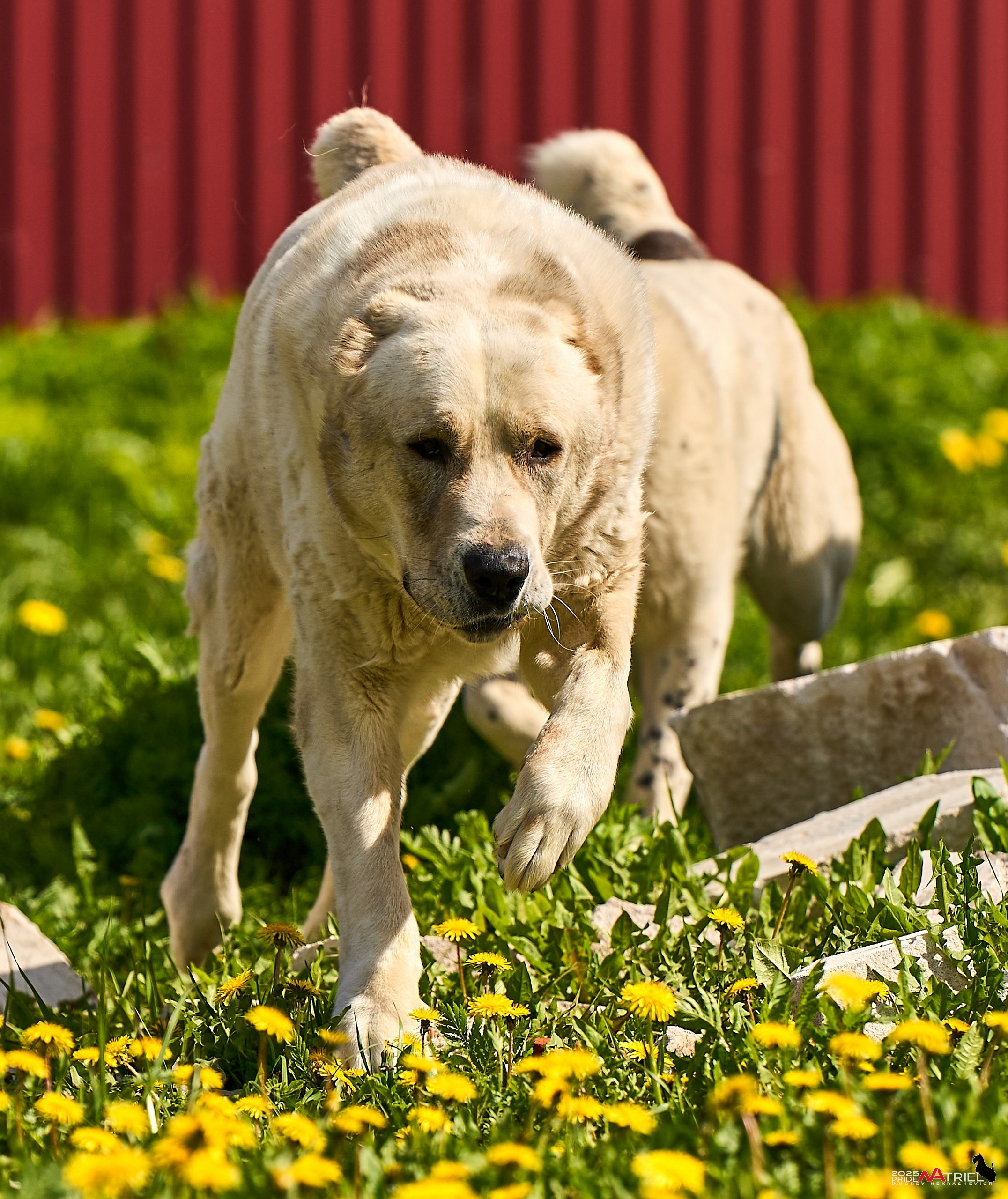 Съемка в питомнике