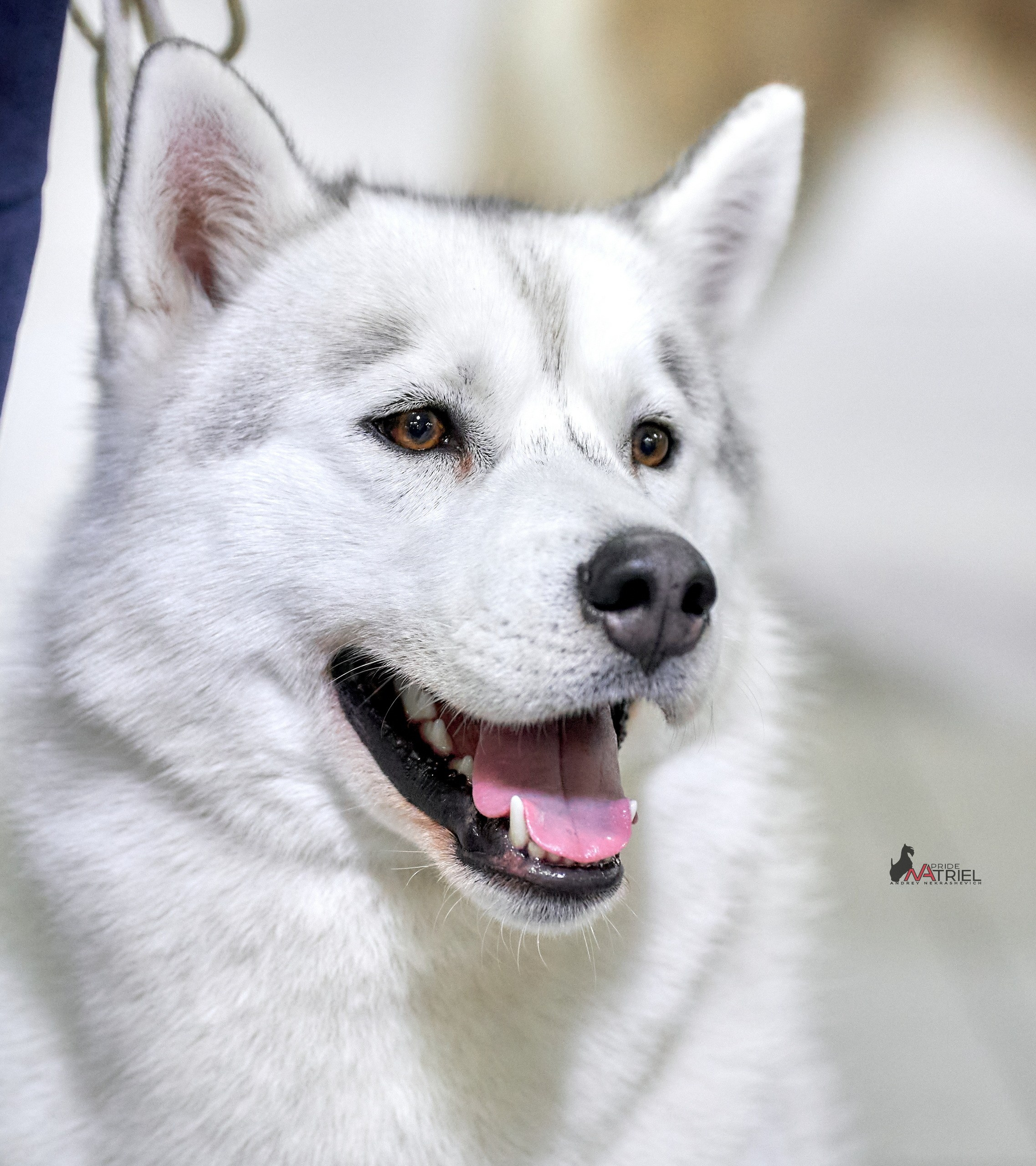 Портреты собак — галерея NATRIEL