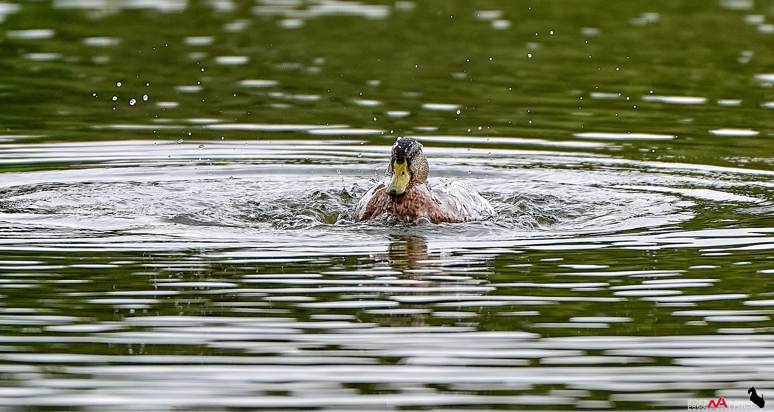 Утки на пруду