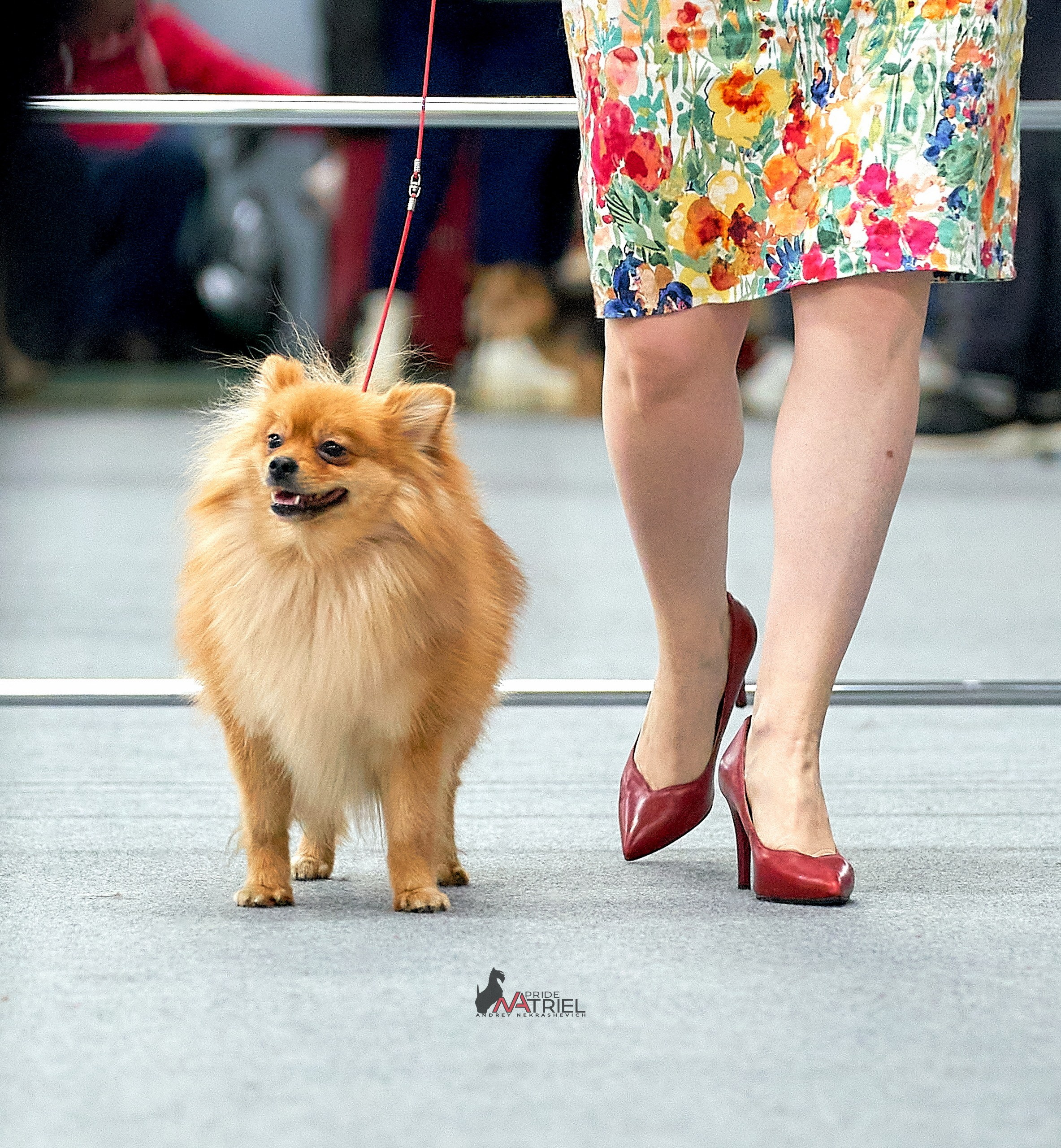 Работа в рингах — галерея NATRIEL