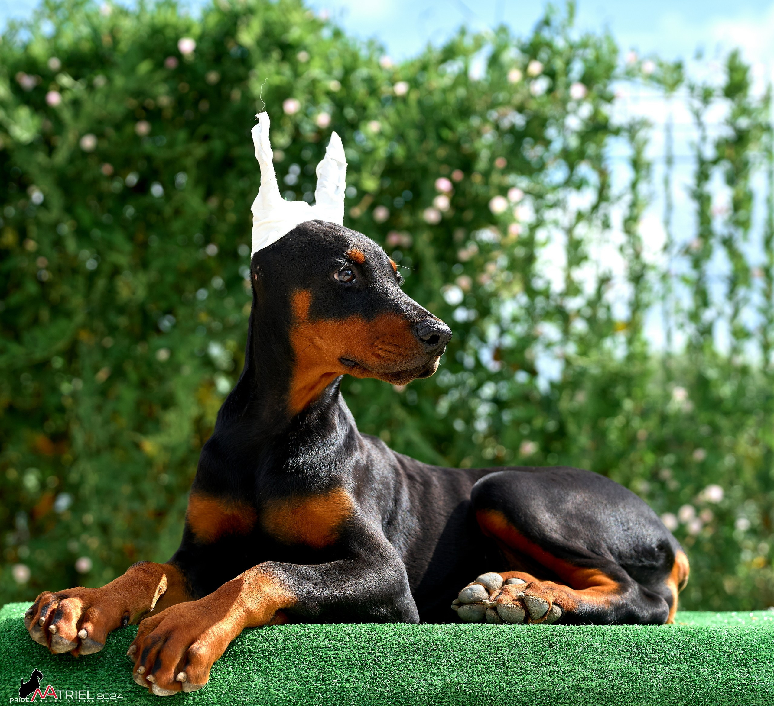 Съемка щенков доберманы