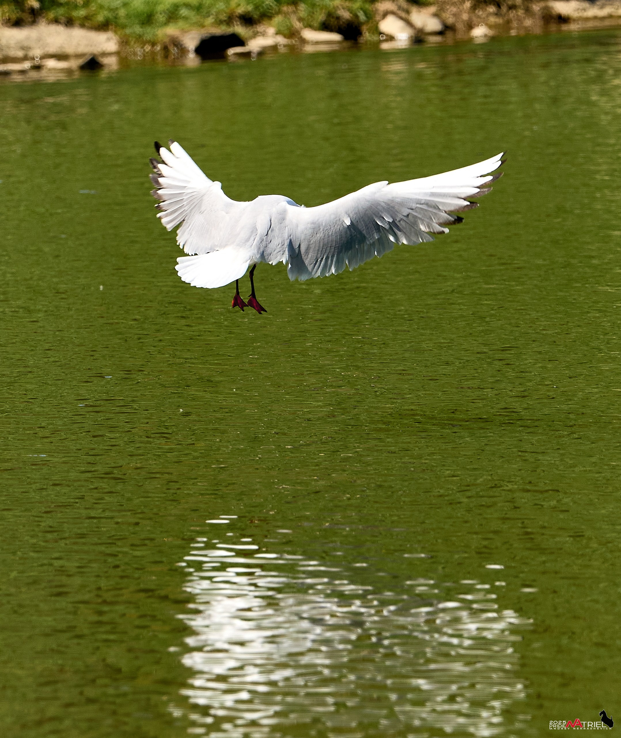 Птички и цветочки