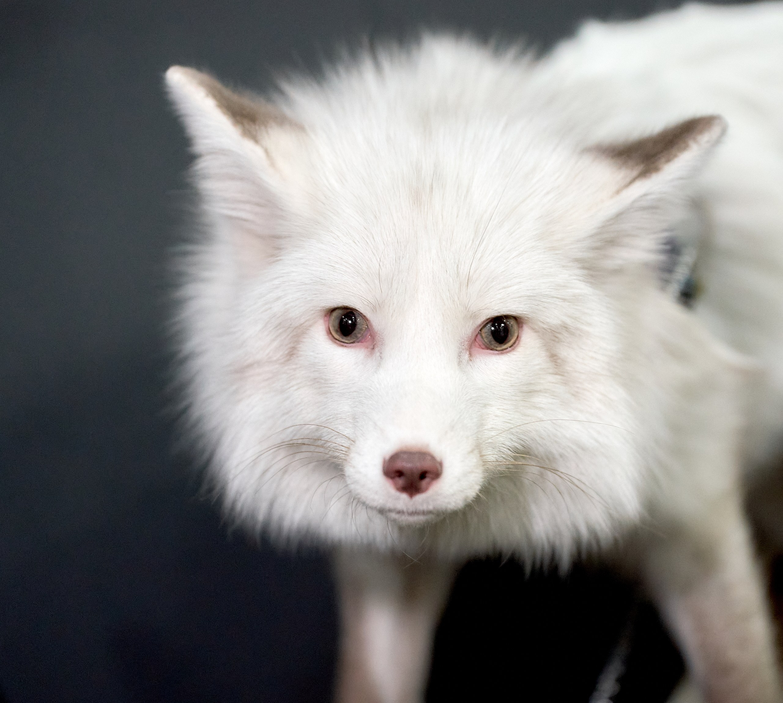 Животные — галерея NATRIEL