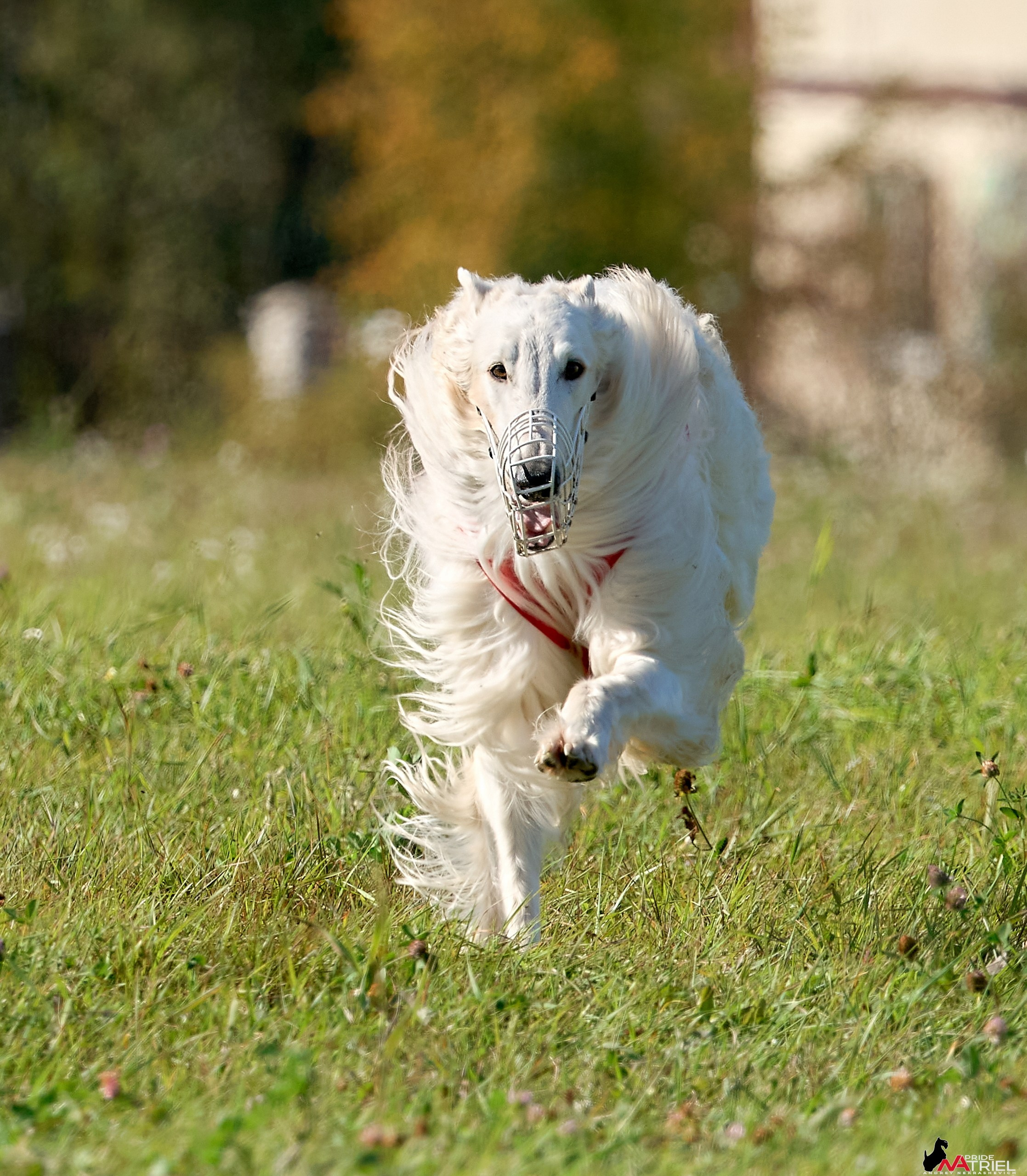 Съемка курсинг — галерея NATRIEL