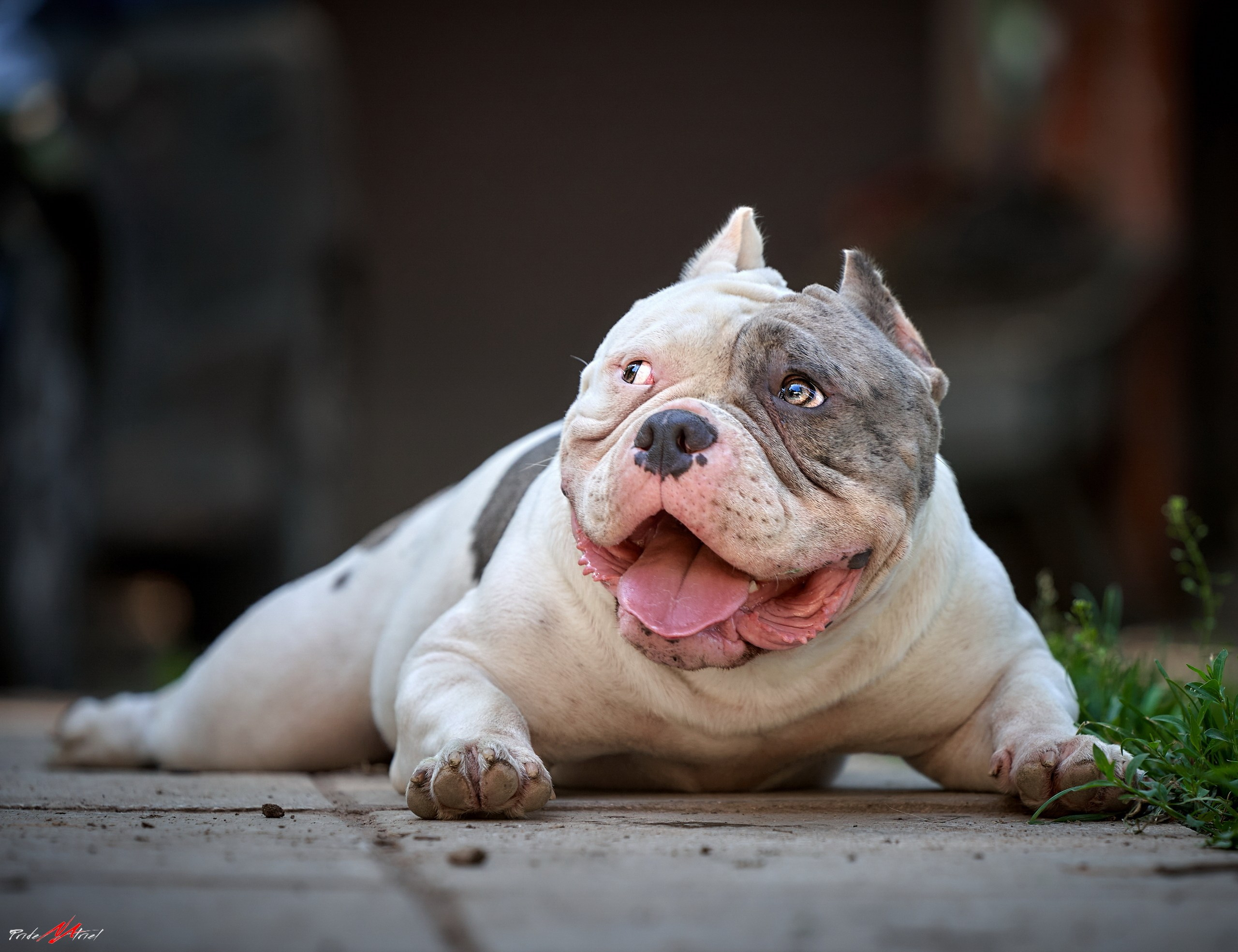 Портреты собак — галерея NATRIEL