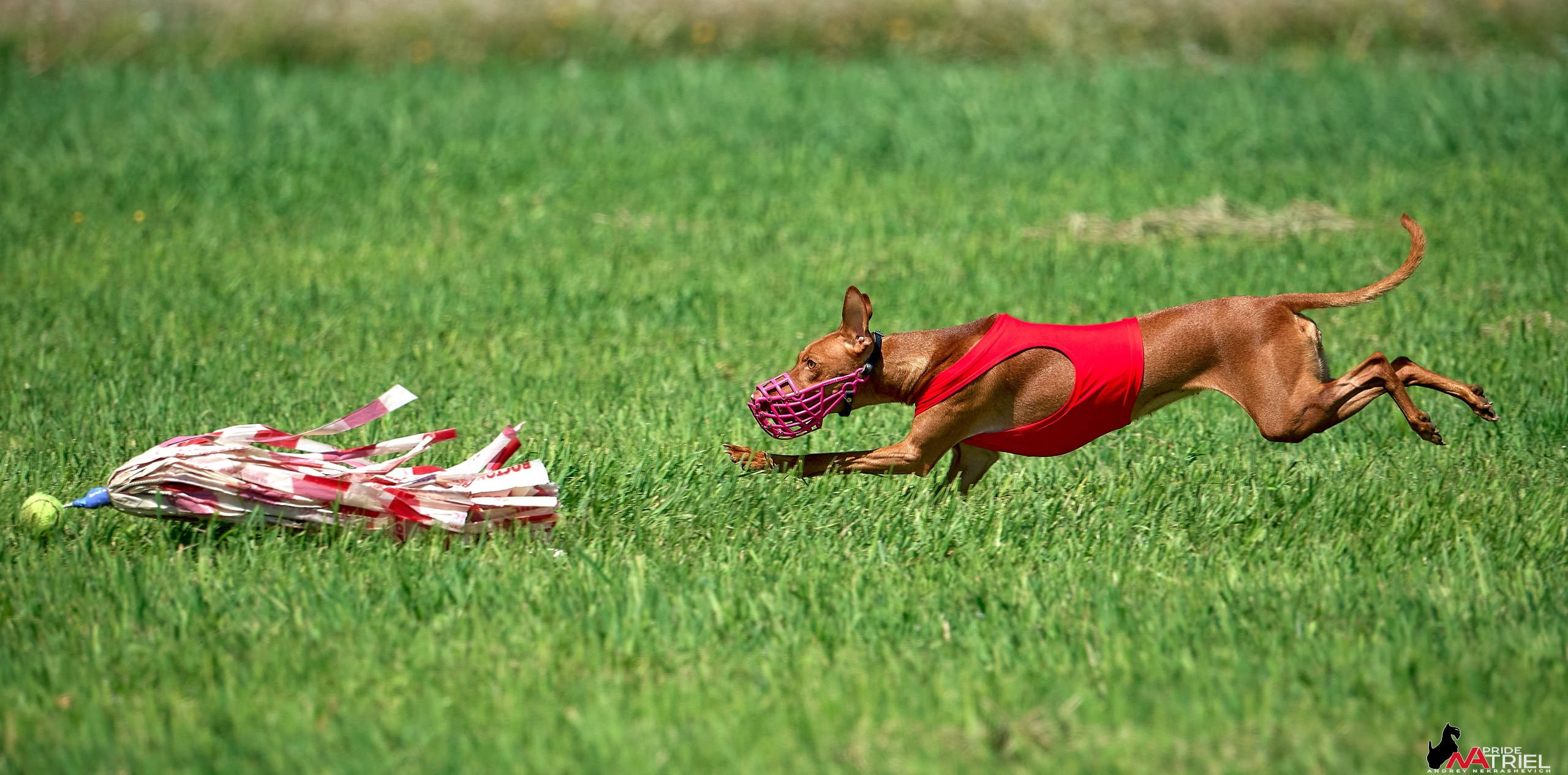 Съемка курсинг — галерея NATRIEL
