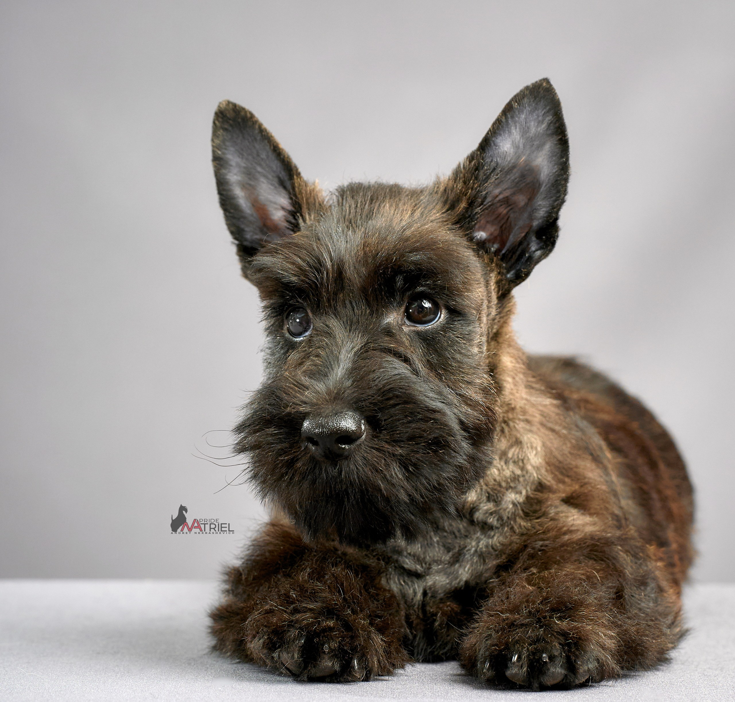 Съемка щенков скотч-терьеров