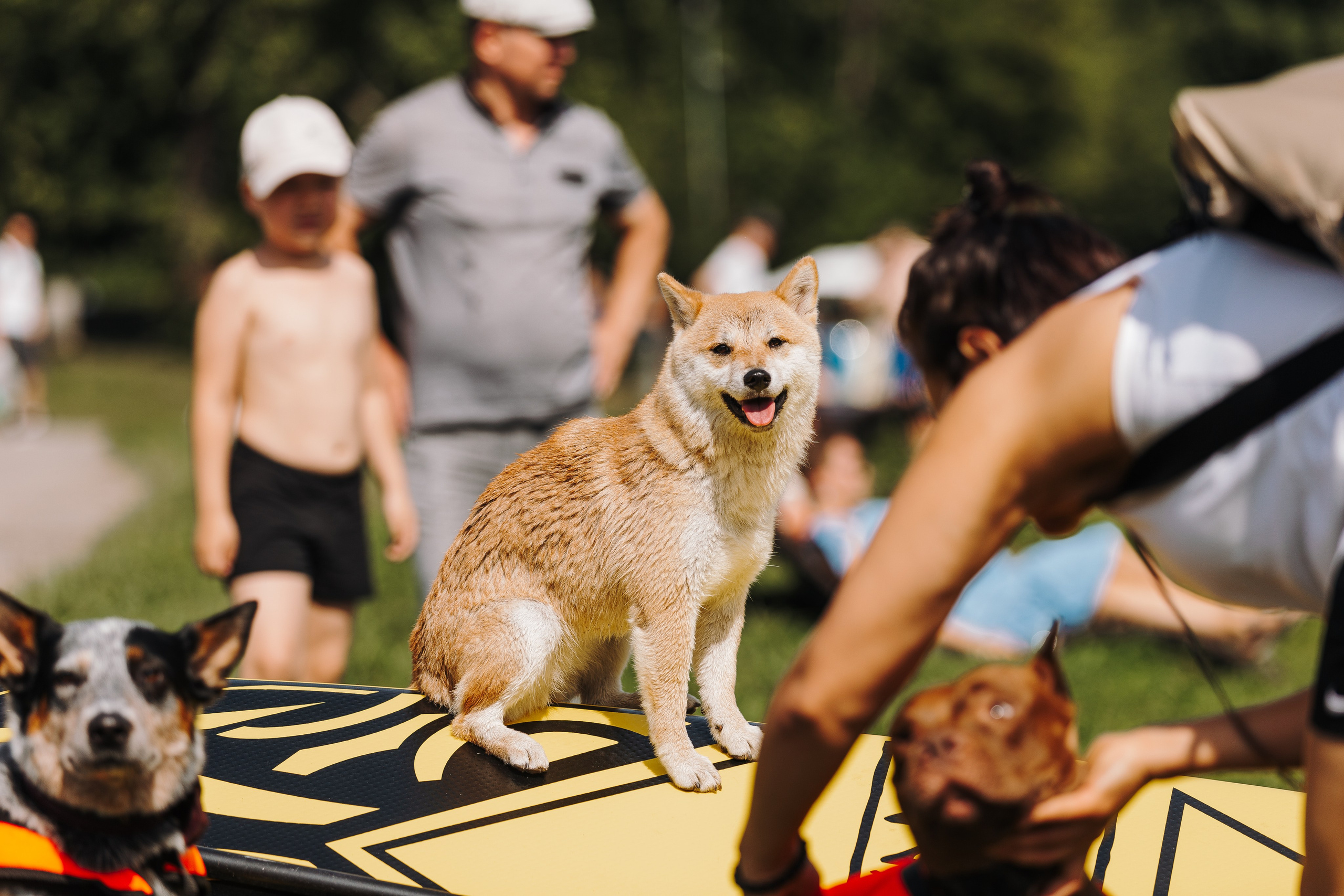 Petshop Sup day. Фотограф анималист Кристина Карпова, Москва