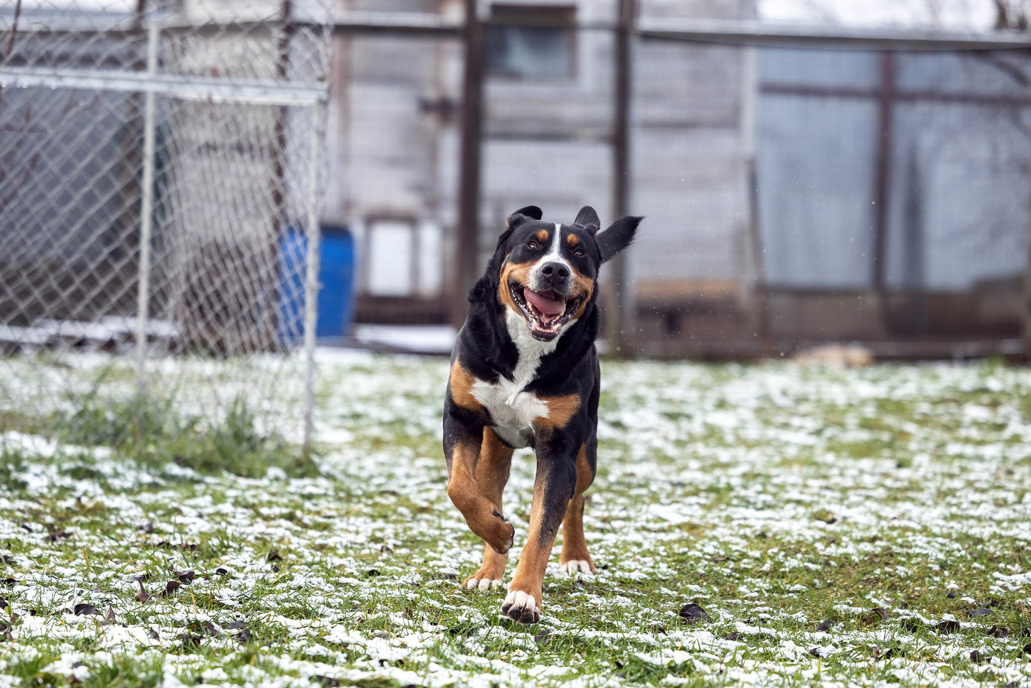 Sozvezdie Zennenhundov Markus (Маркус). Питомник Больших Швейцарских Зенненхундов в Калужской области / Москва