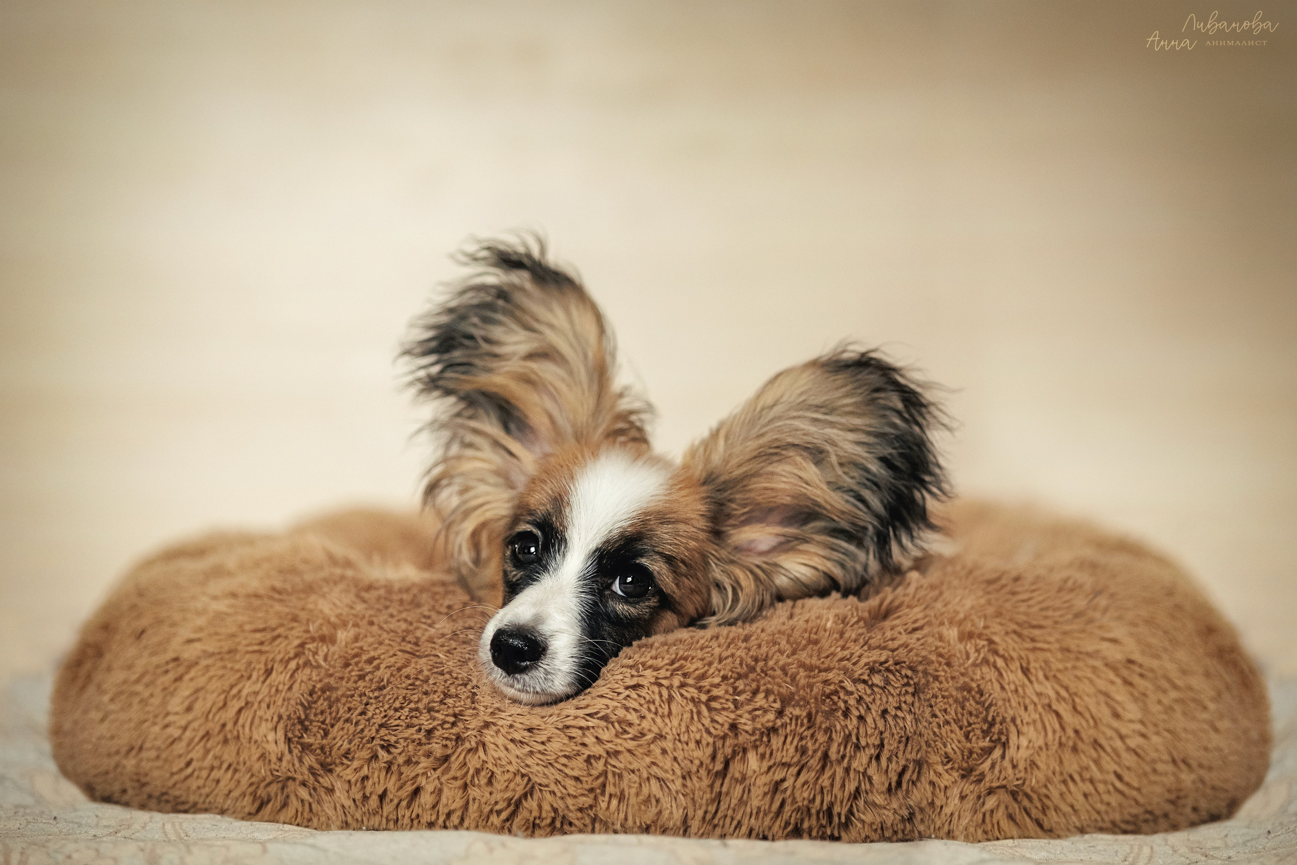 Хьюстон. Фотограф анималист Аня Ливанова | Рыбинск